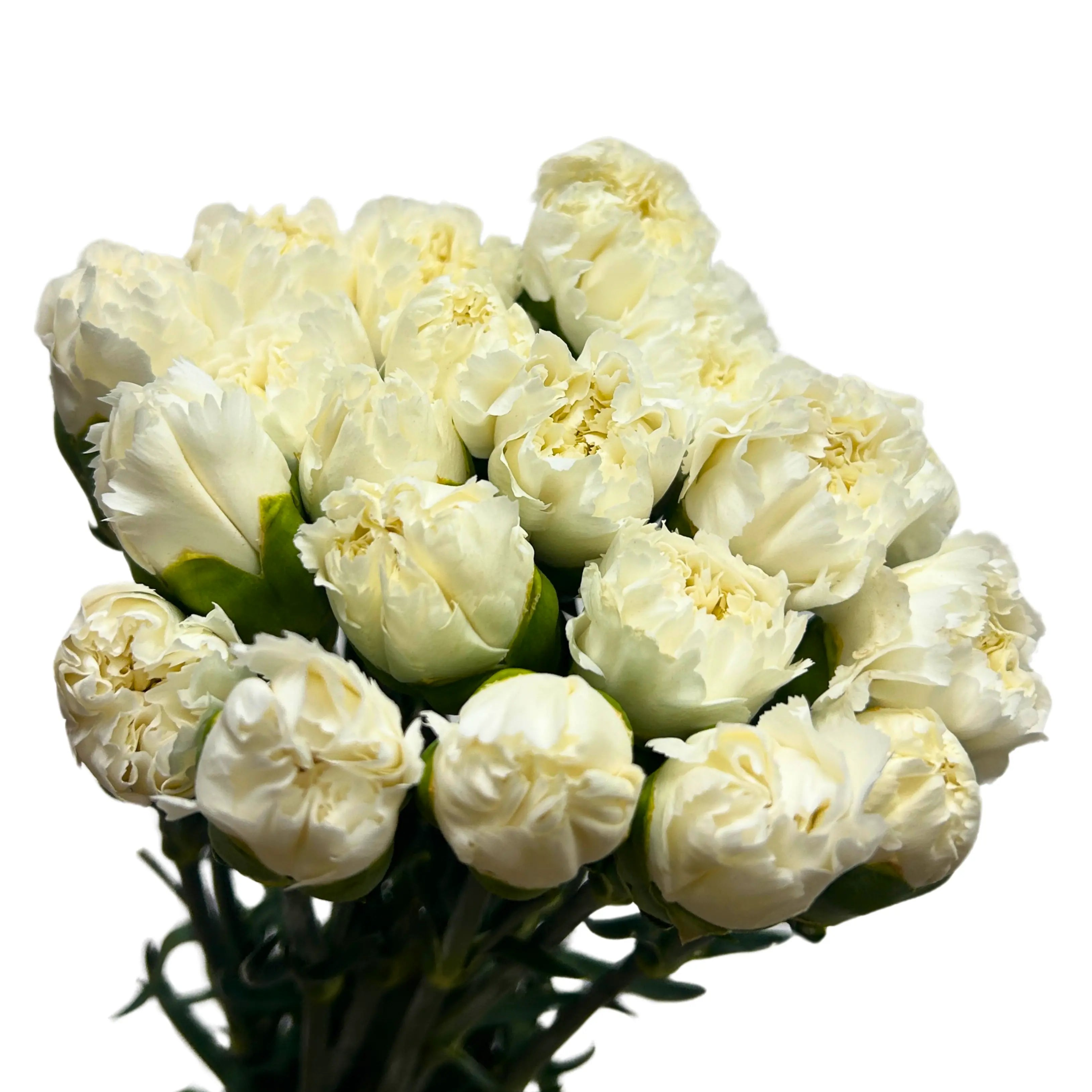 Carnation White 10 Stems