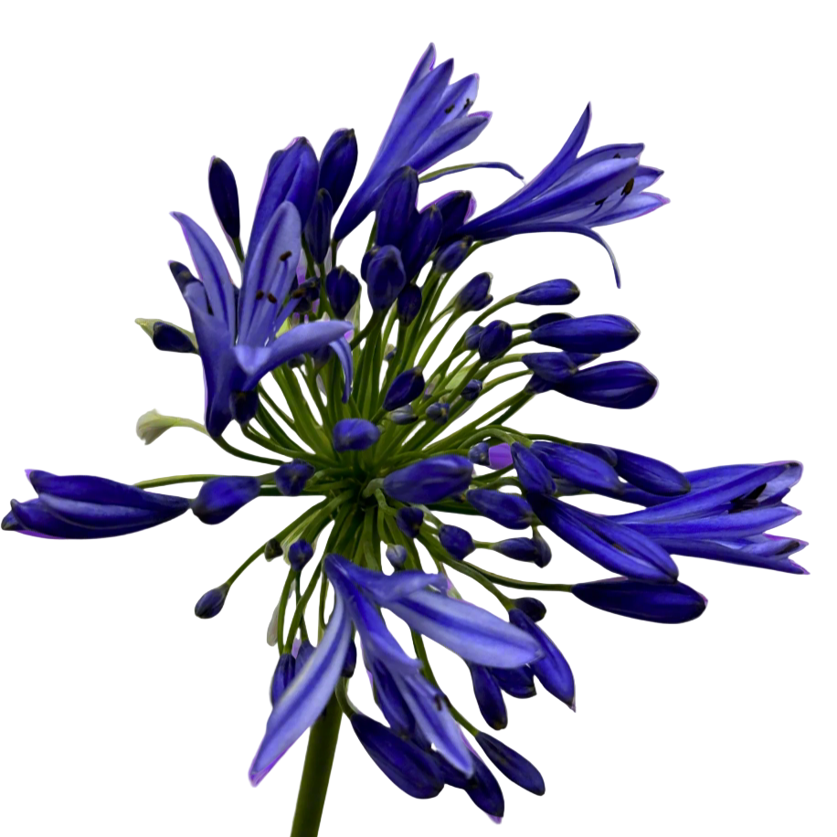 Fresh Agapanthus Malaysia – Wholesale & Delivery
