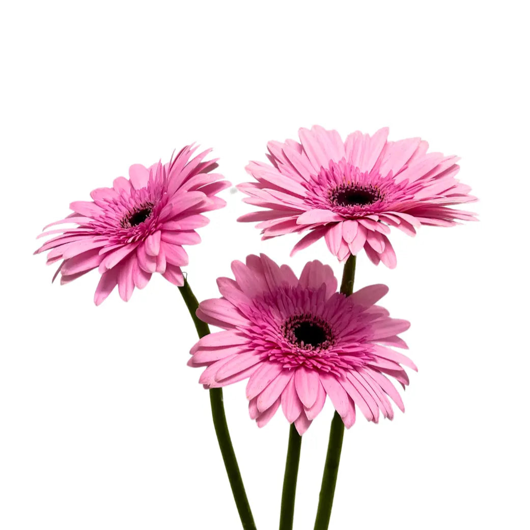 Gerbera Pink 10 stems