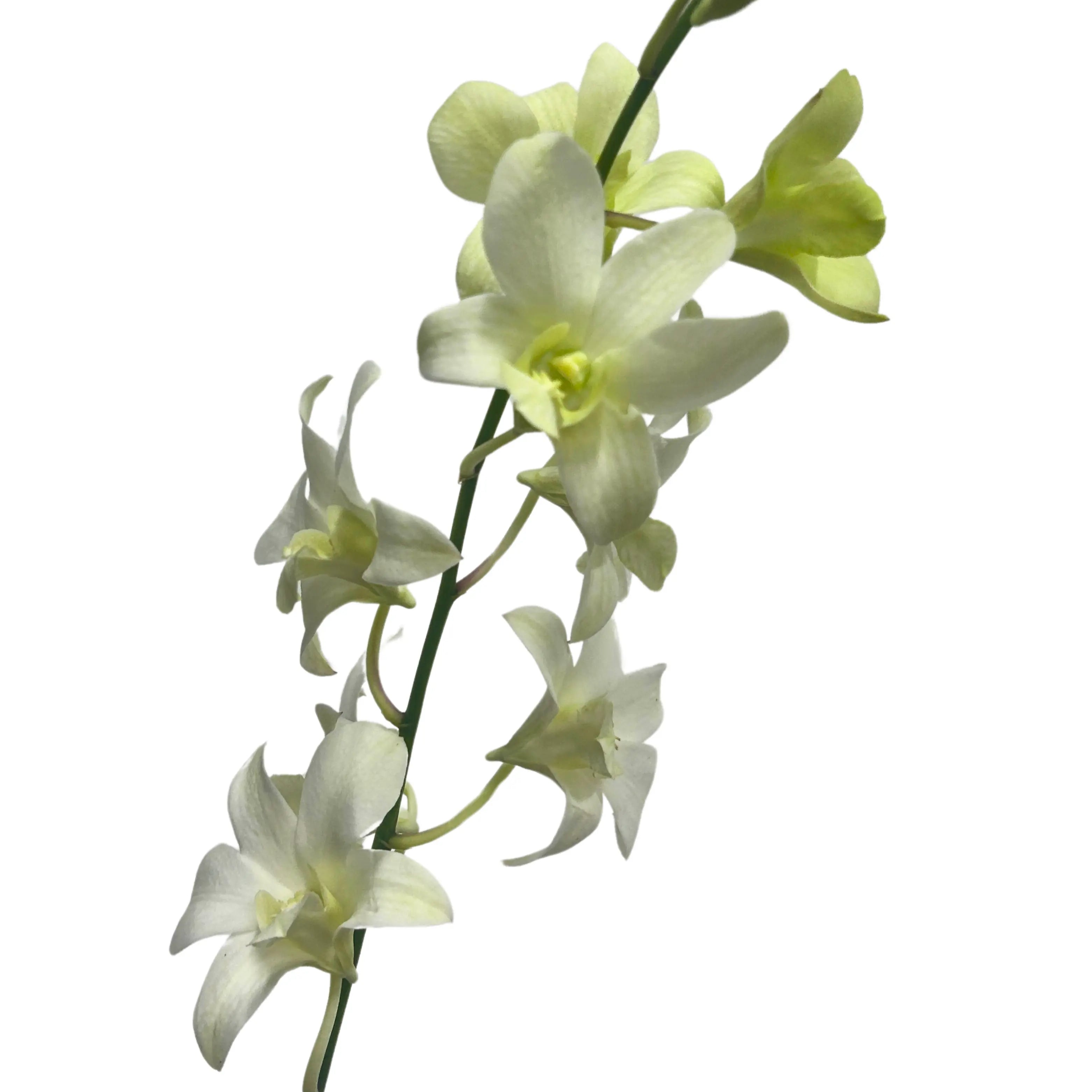 Dendrobium Orchid White 5 Stems