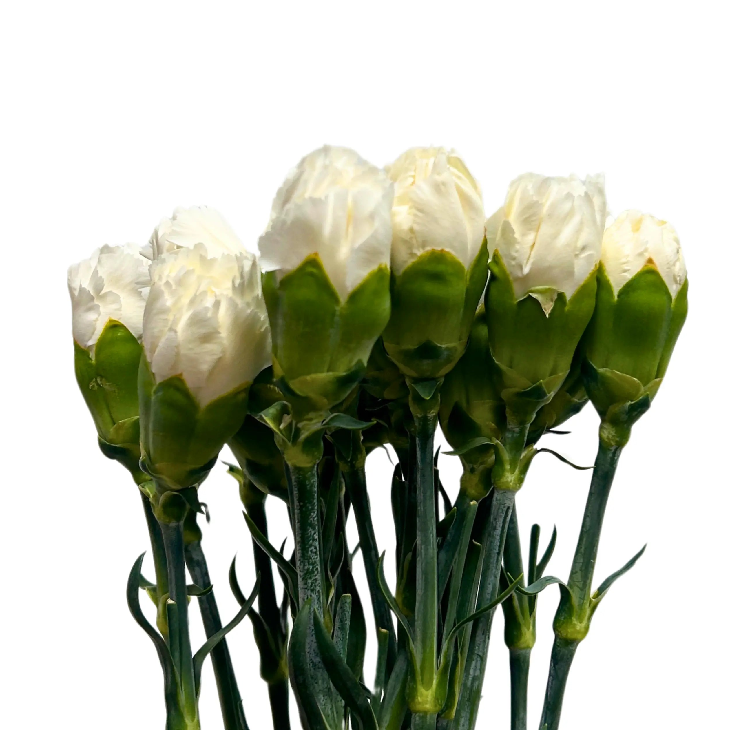 Carnation White 10 Stems