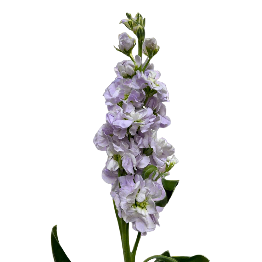 Matthiola Light Purple for Florists Malaysia – Wholesale Flower Supply