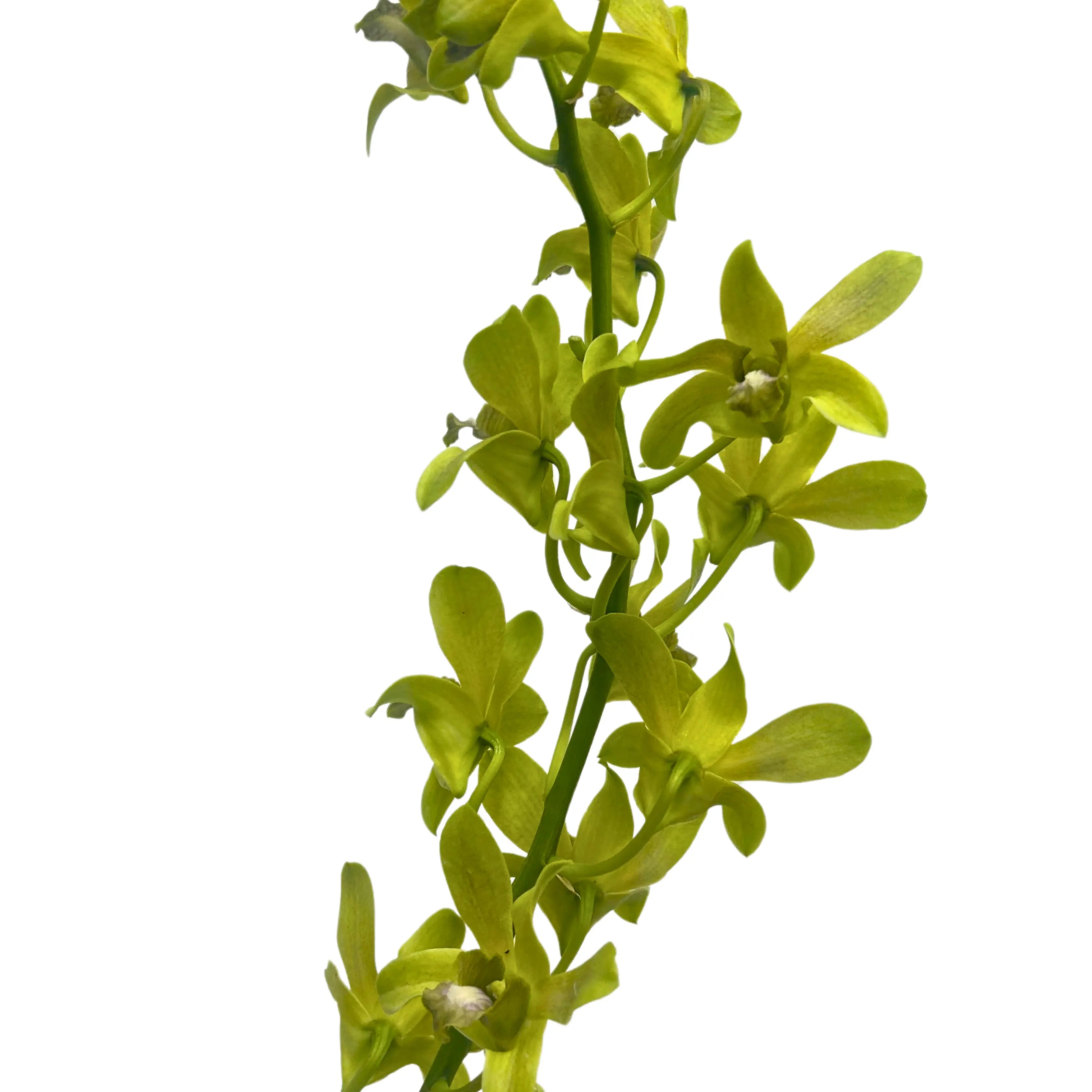 Dendrobium Orchid Green 5 Stems