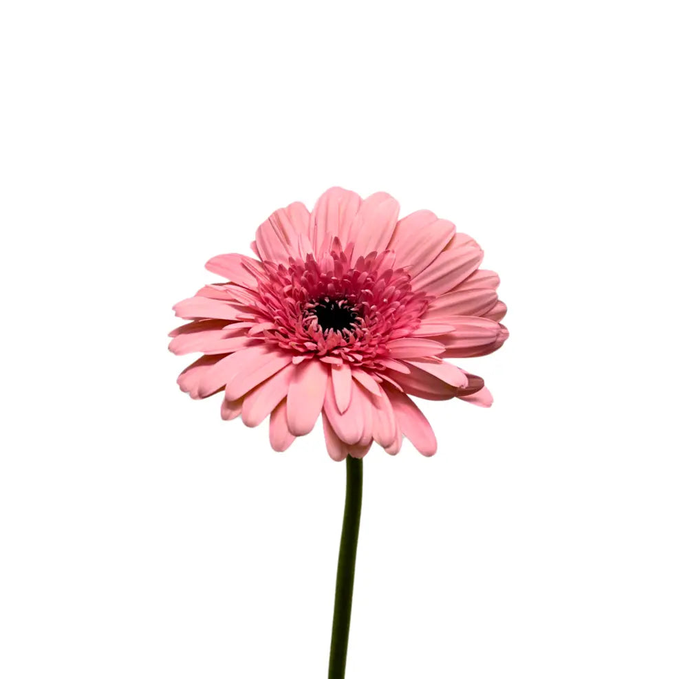 Gerbera Light Pink 10 stems