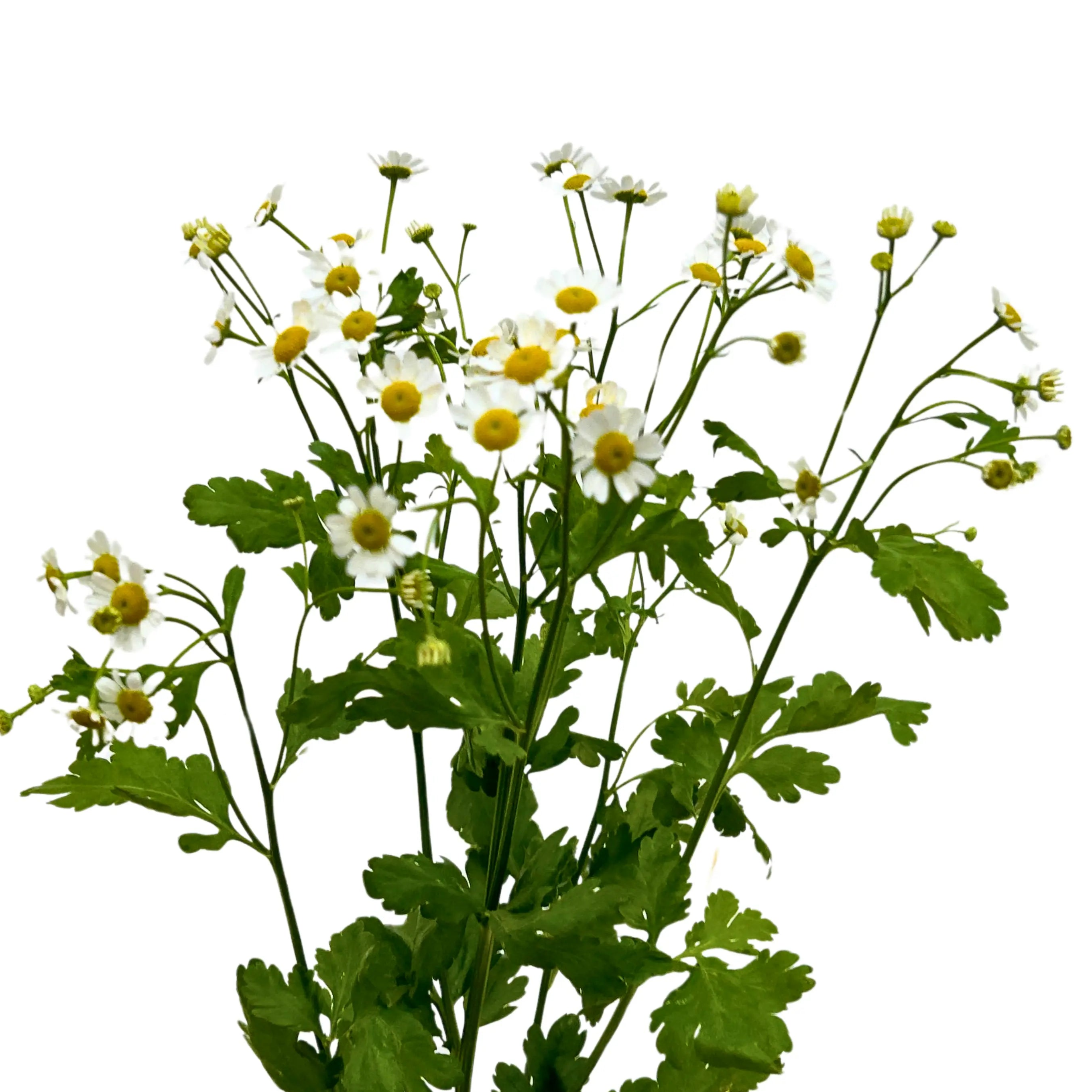 Matricaria Chamomile Bunch