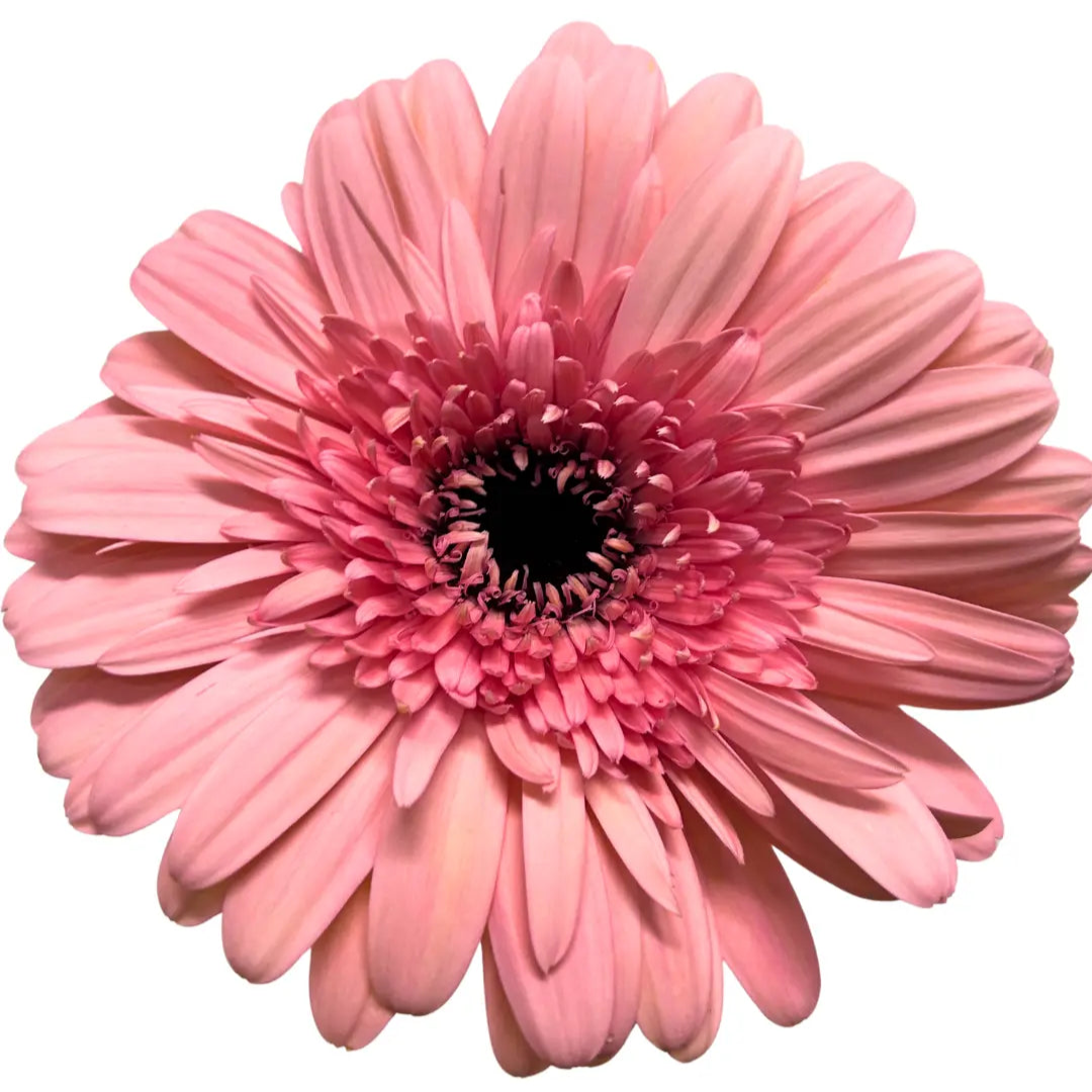 Gerbera Light Pink 10 stems
