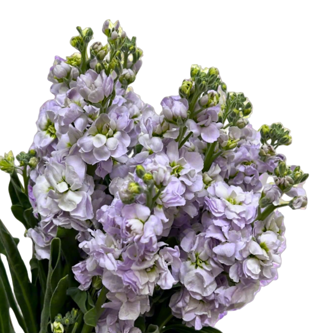 Fresh Matthiola Light Purple Malaysia – Wholesale & Delivery