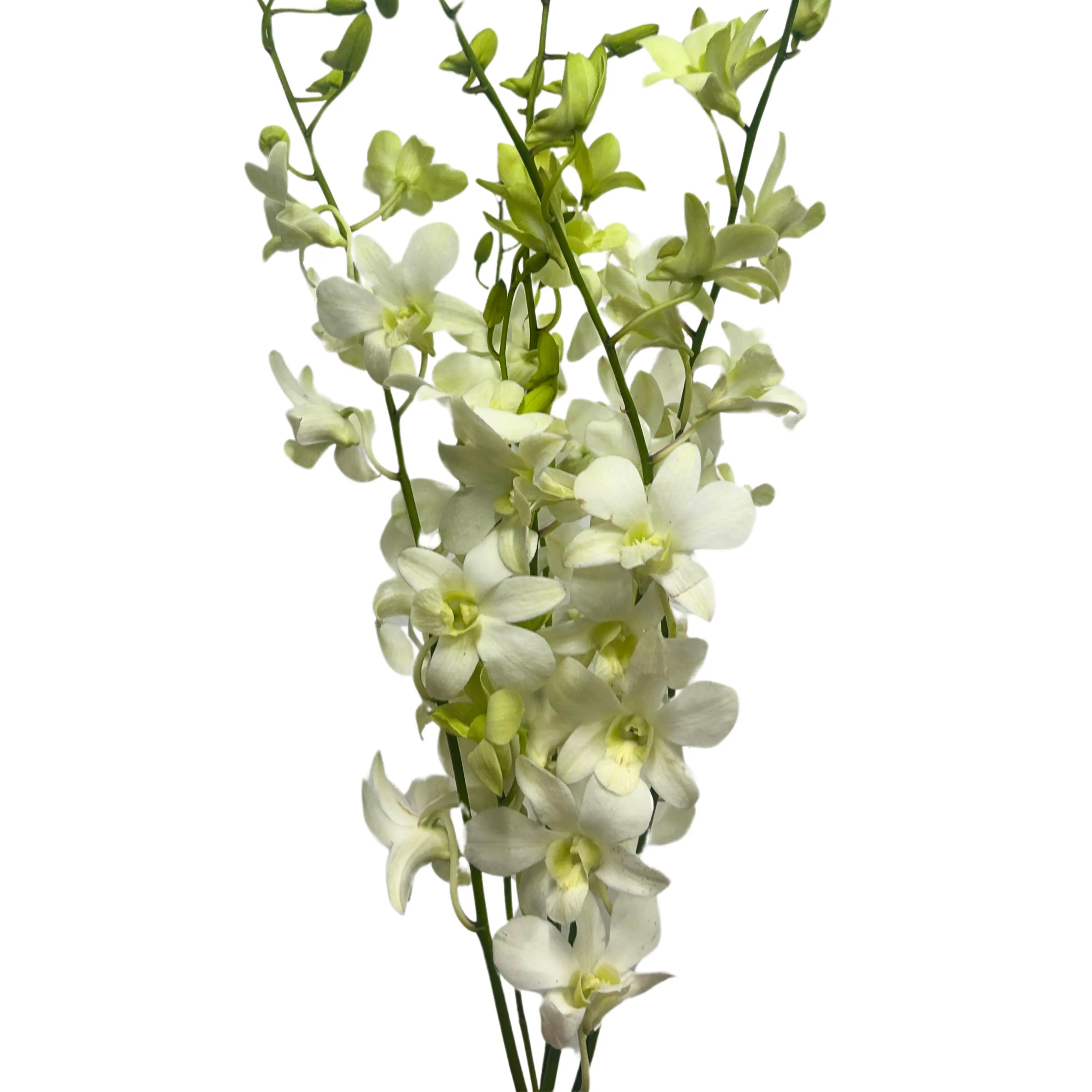 Dendrobium Orchid White 5 Stems