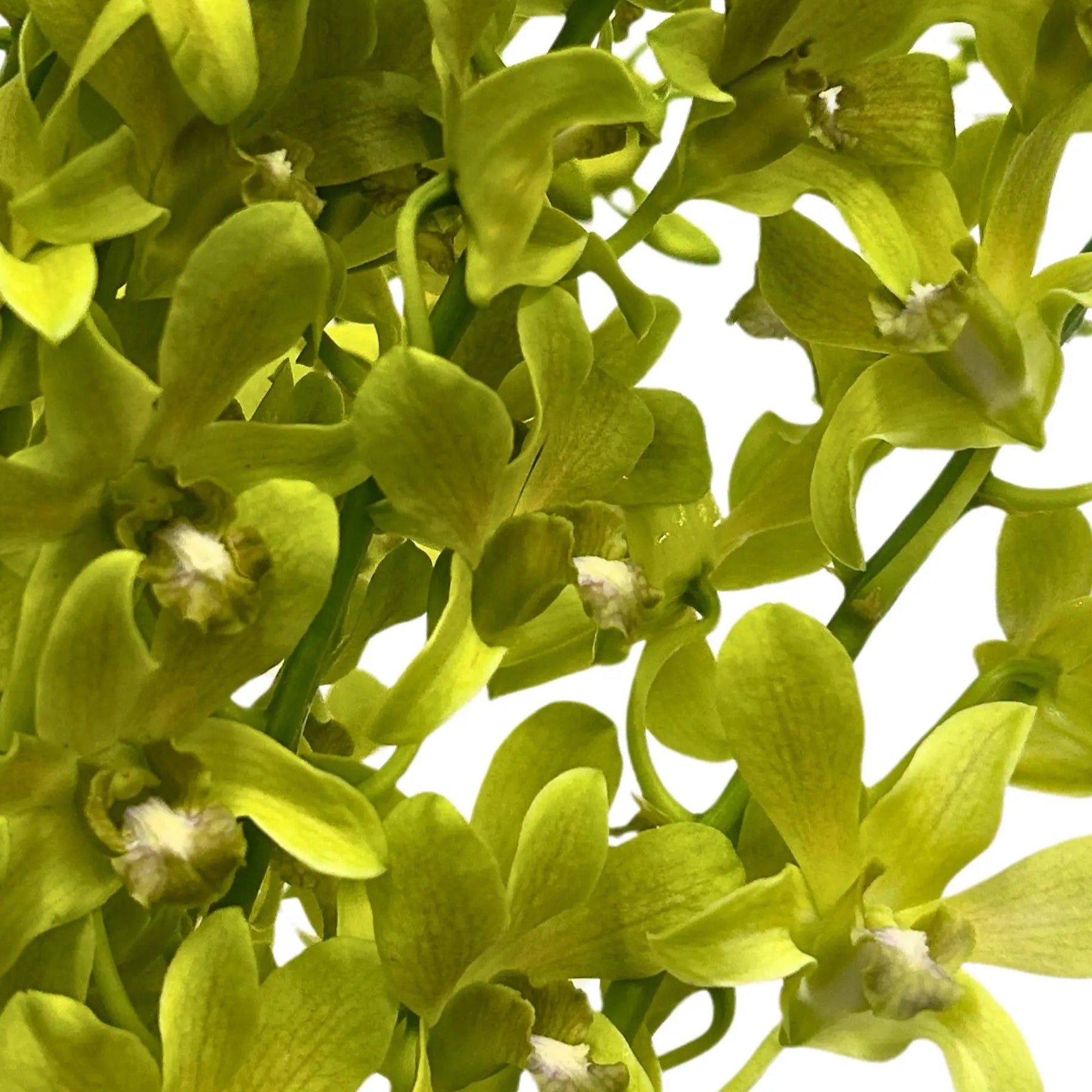 Lily Starlight (3) for Florists Malaysia – Wholesale Flower Supply