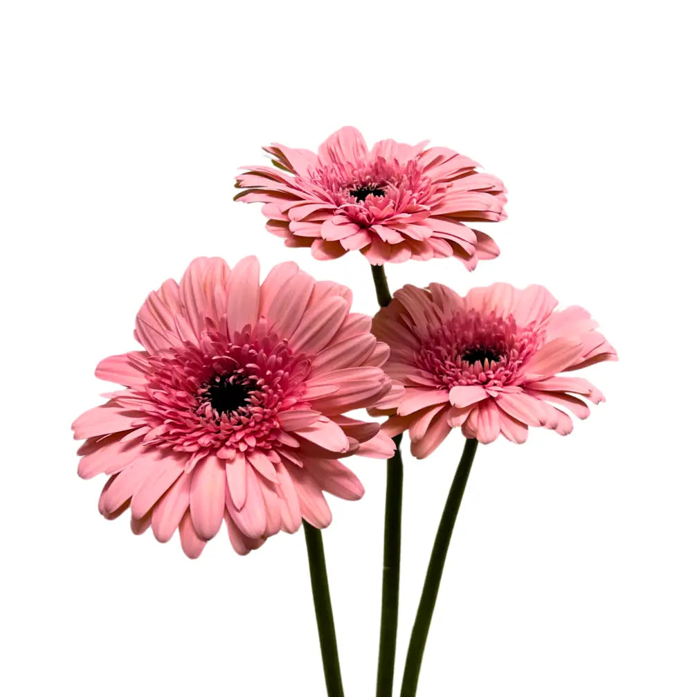 Gerbera Light Pink 10 stems