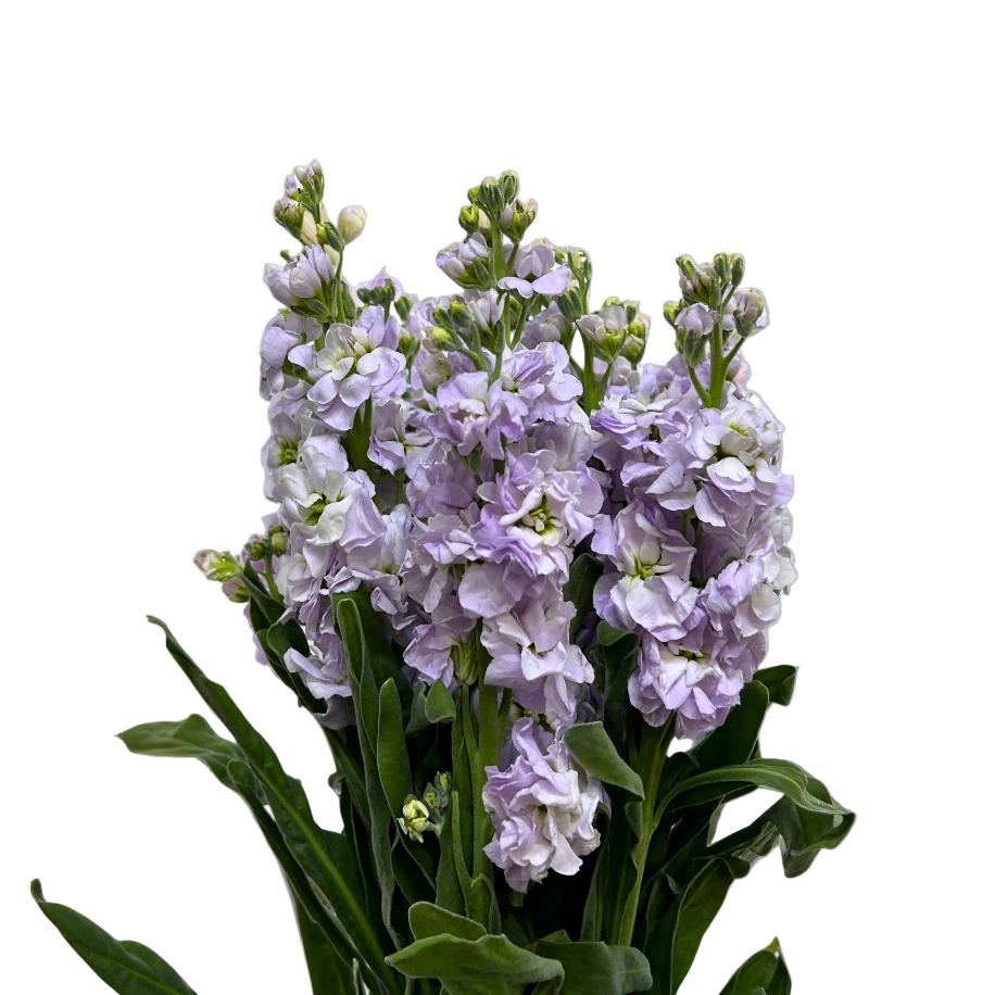 Buy Matthiola Light Purple Online Malaysia – Fresh Cut Flowers
