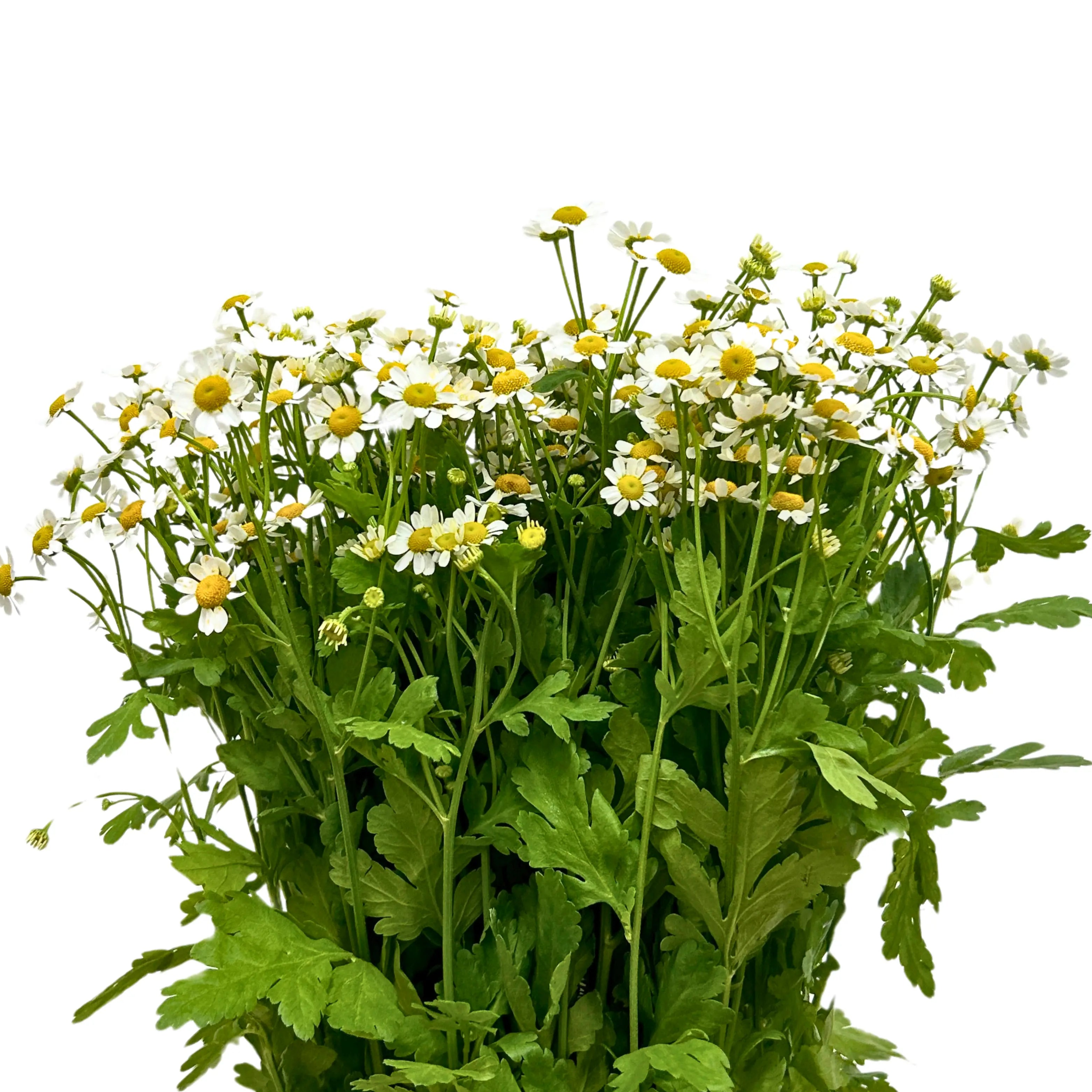 Matricaria Chamomile Bunch