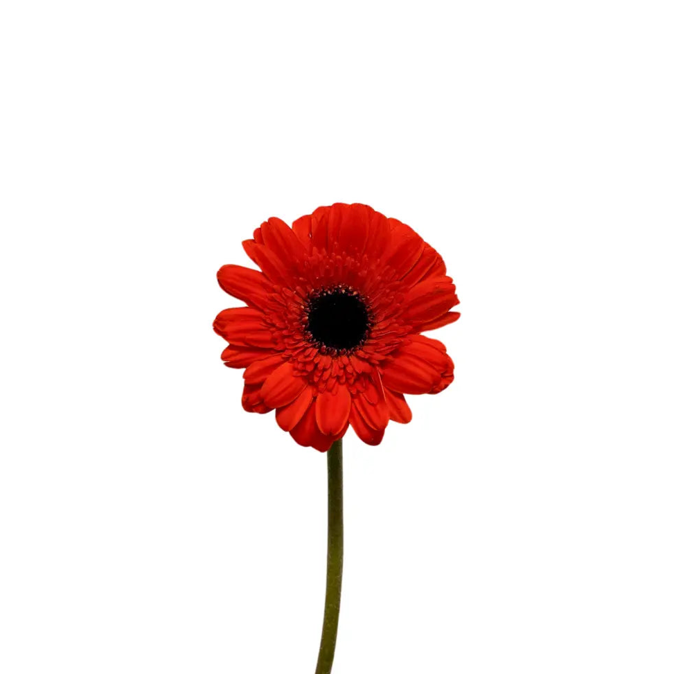 gerbera dark orange