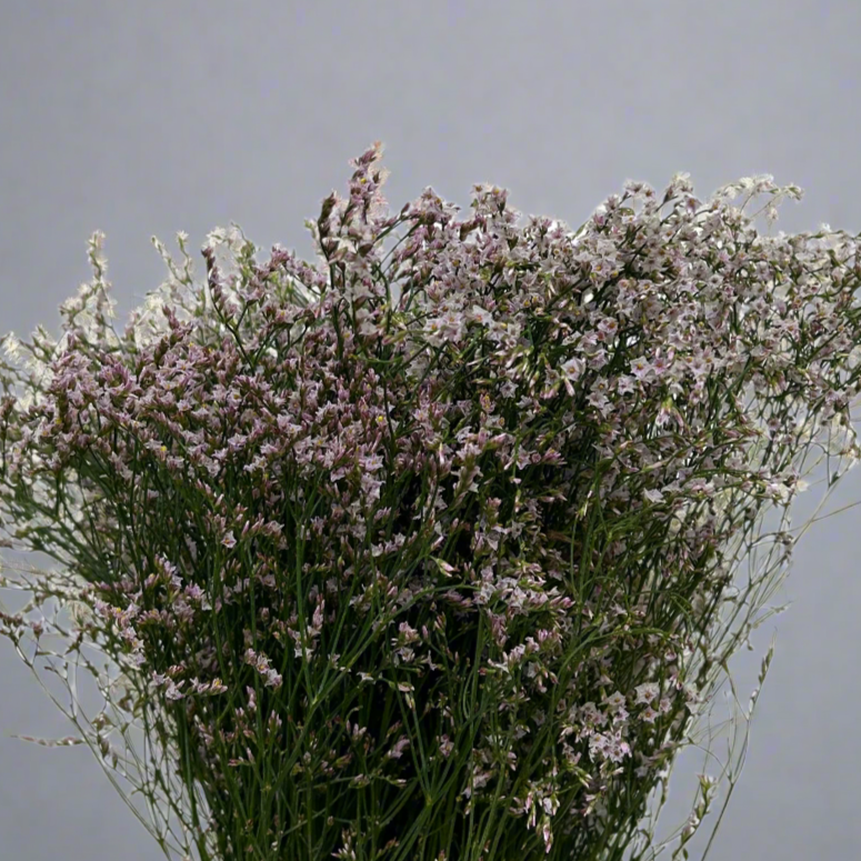 Buy Caspia Light Pink Online Malaysia – Fresh Cut Flowers