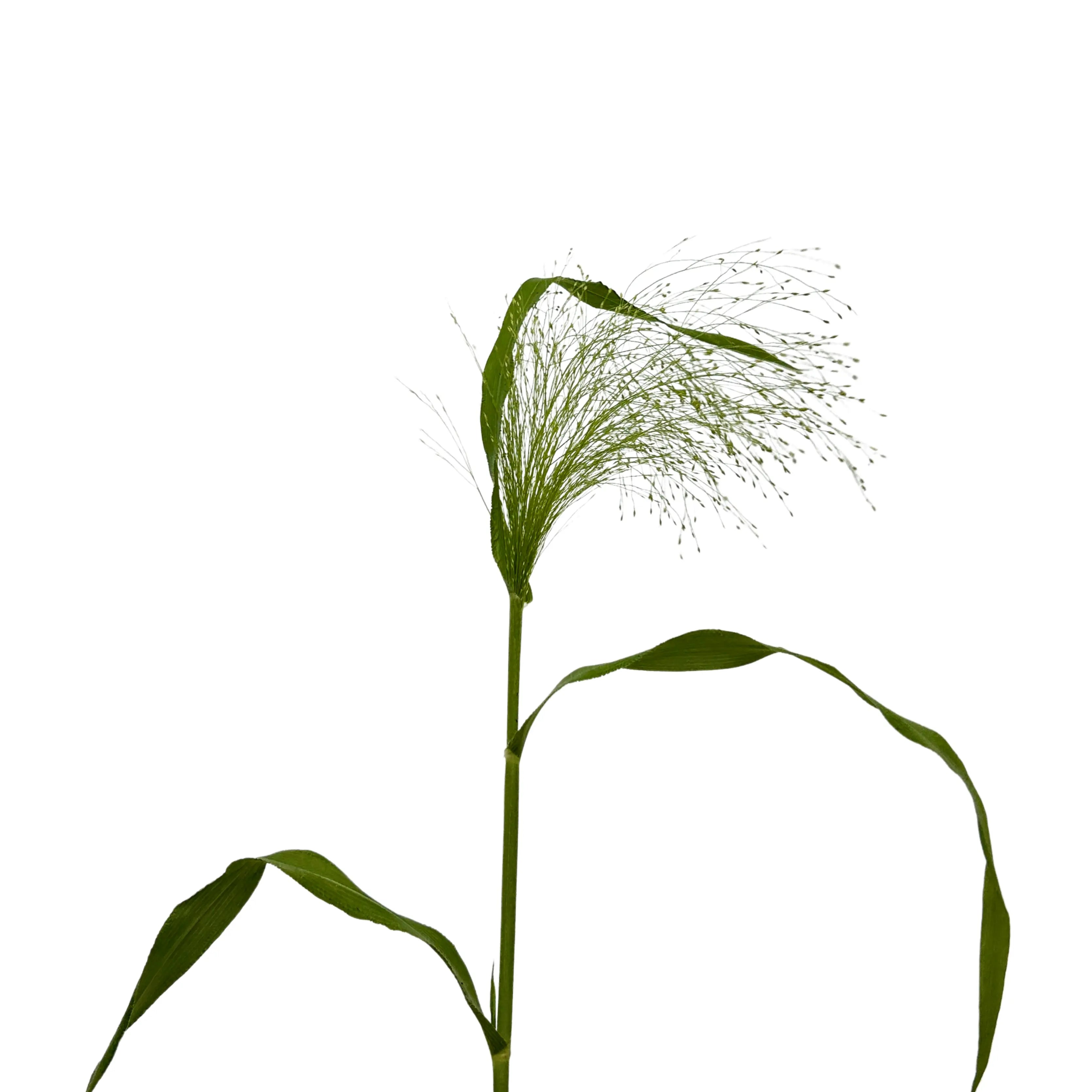 Panicum 10 Stems