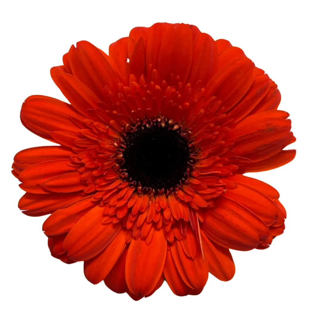 gerbera dark orange