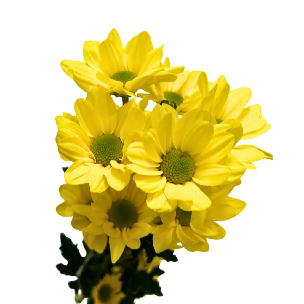 chrysanthemum pom pom Daisy Yellow