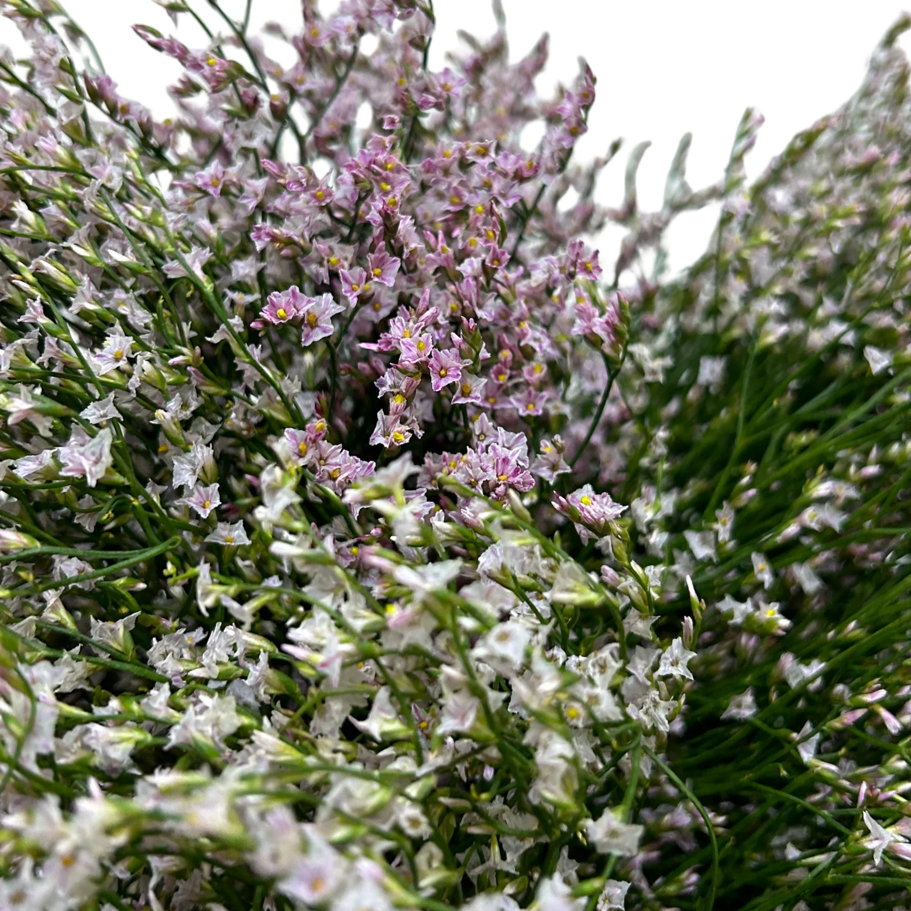 Caspia Light Pink for Florists Malaysia – Wholesale Flower Supply