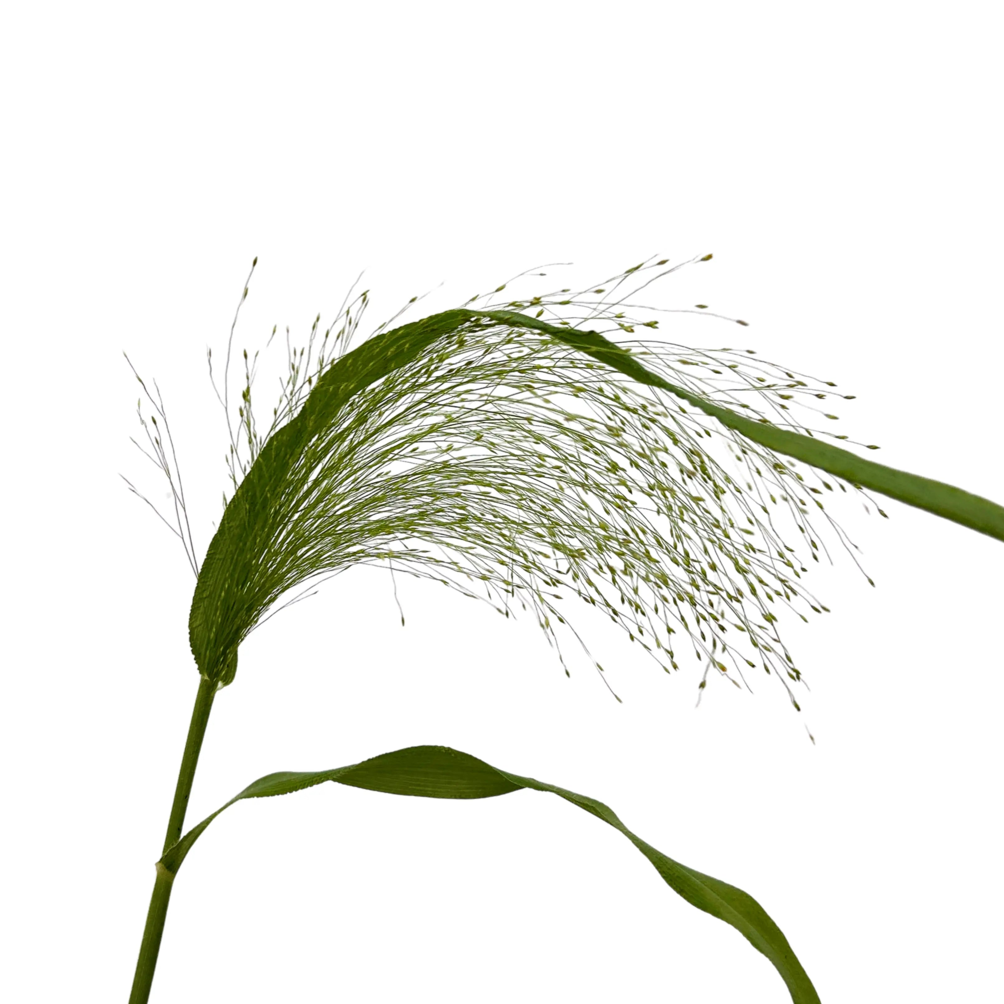 Panicum 10 Stems