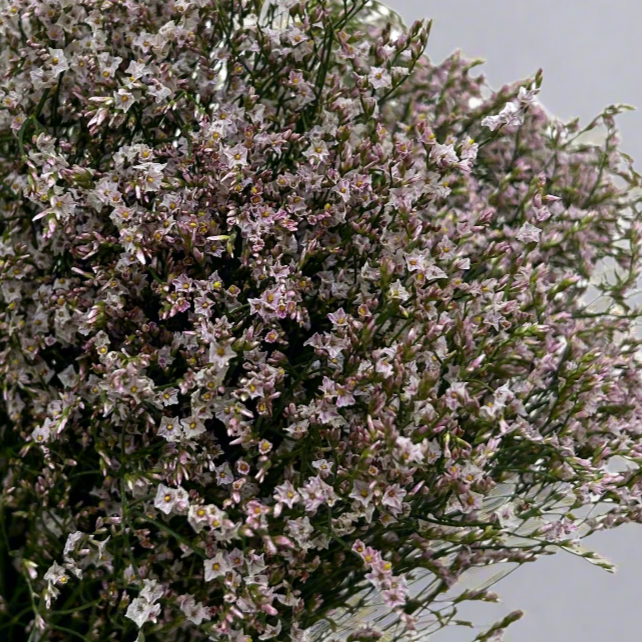 Fresh Caspia Light Pink Malaysia – Wholesale & Delivery