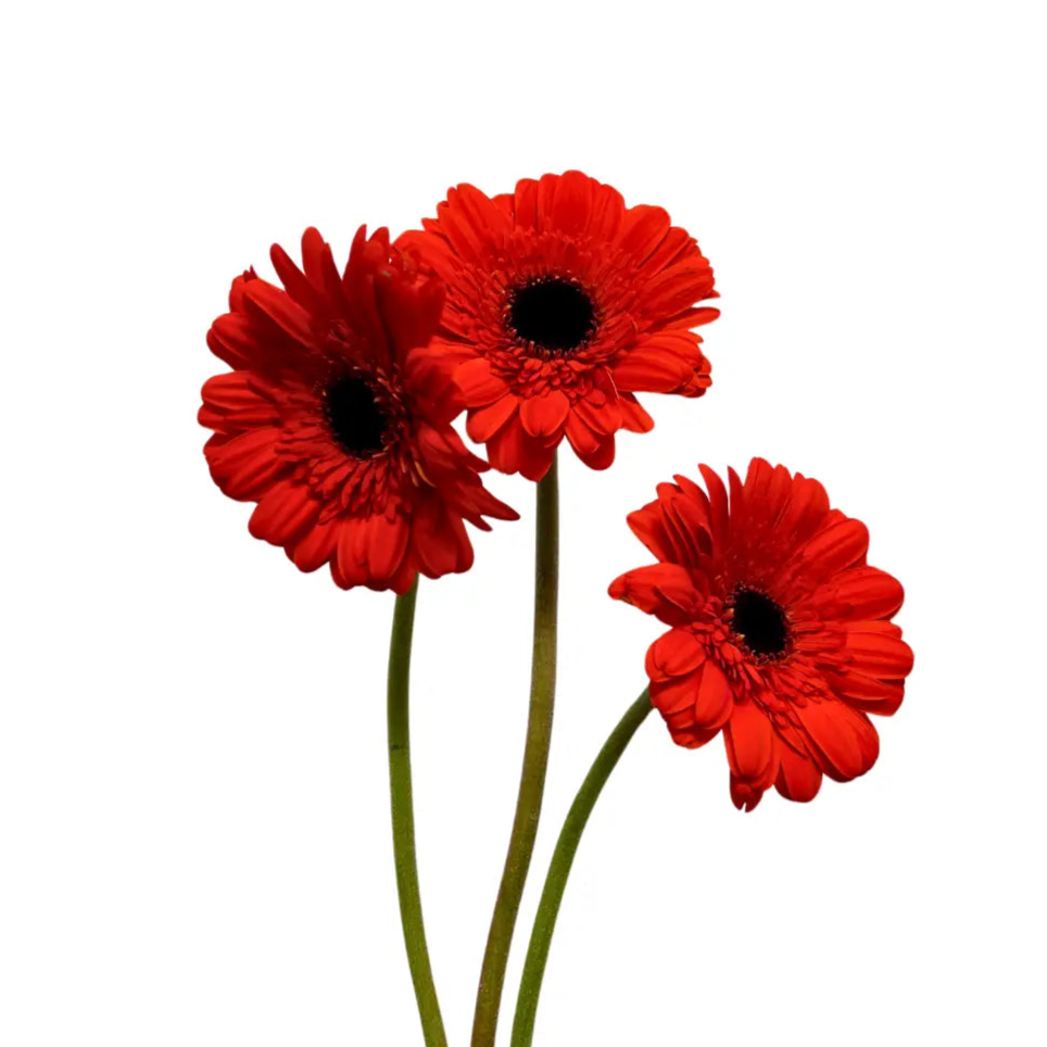 gerbera dark orange