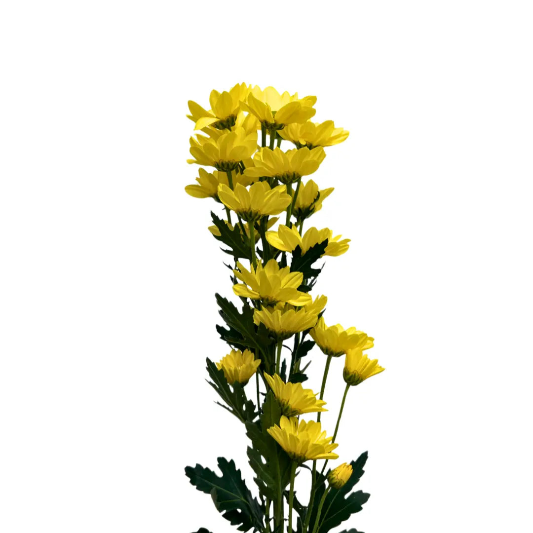 chrysanthemum pom pom Daisy Yellow