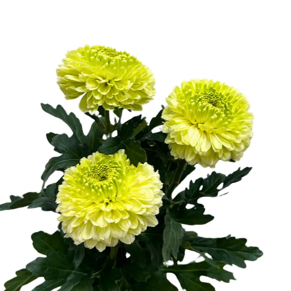 chrysanthemum ping pong lime green