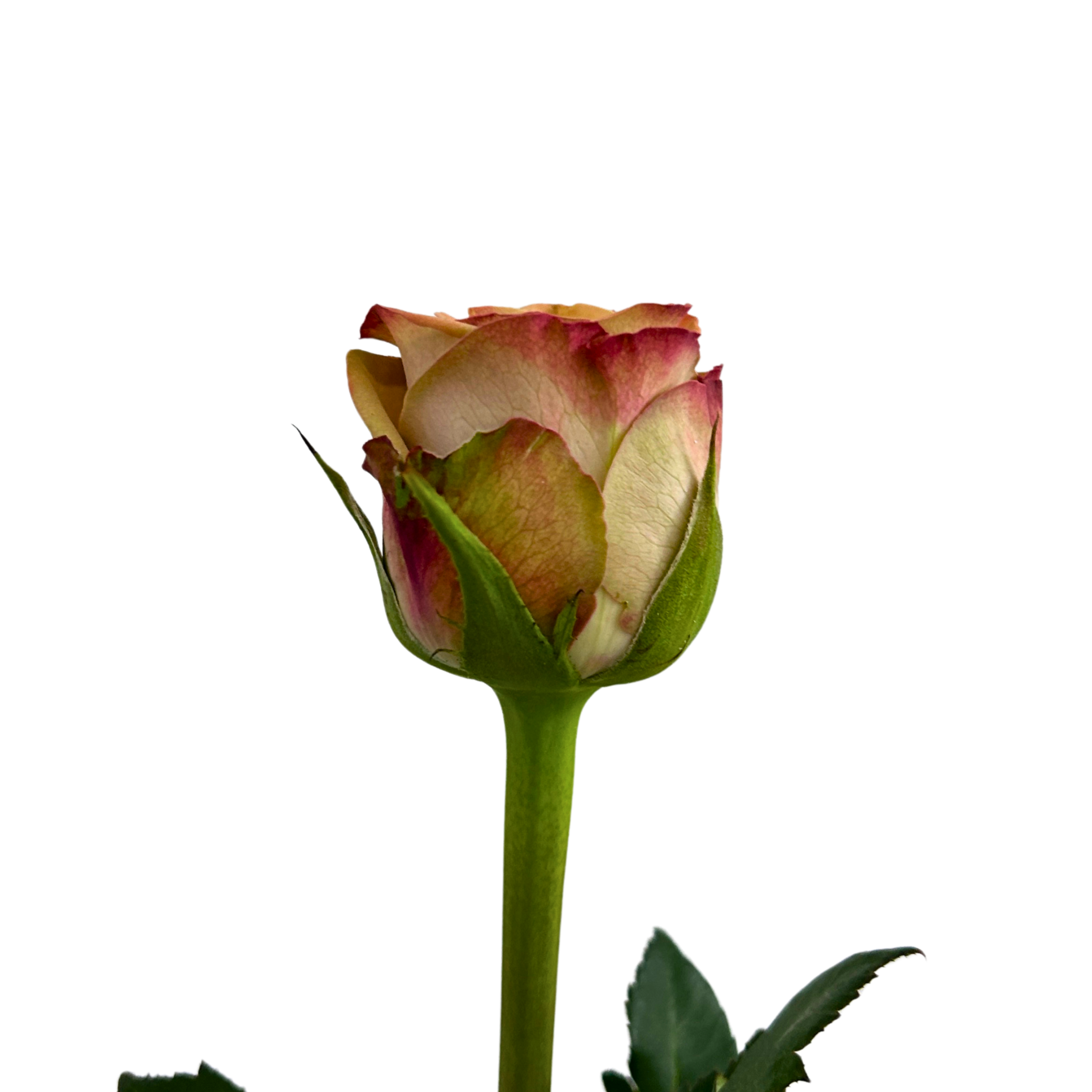 Rose Purple Fairy for Florists Malaysia – Wholesale Flower Supply