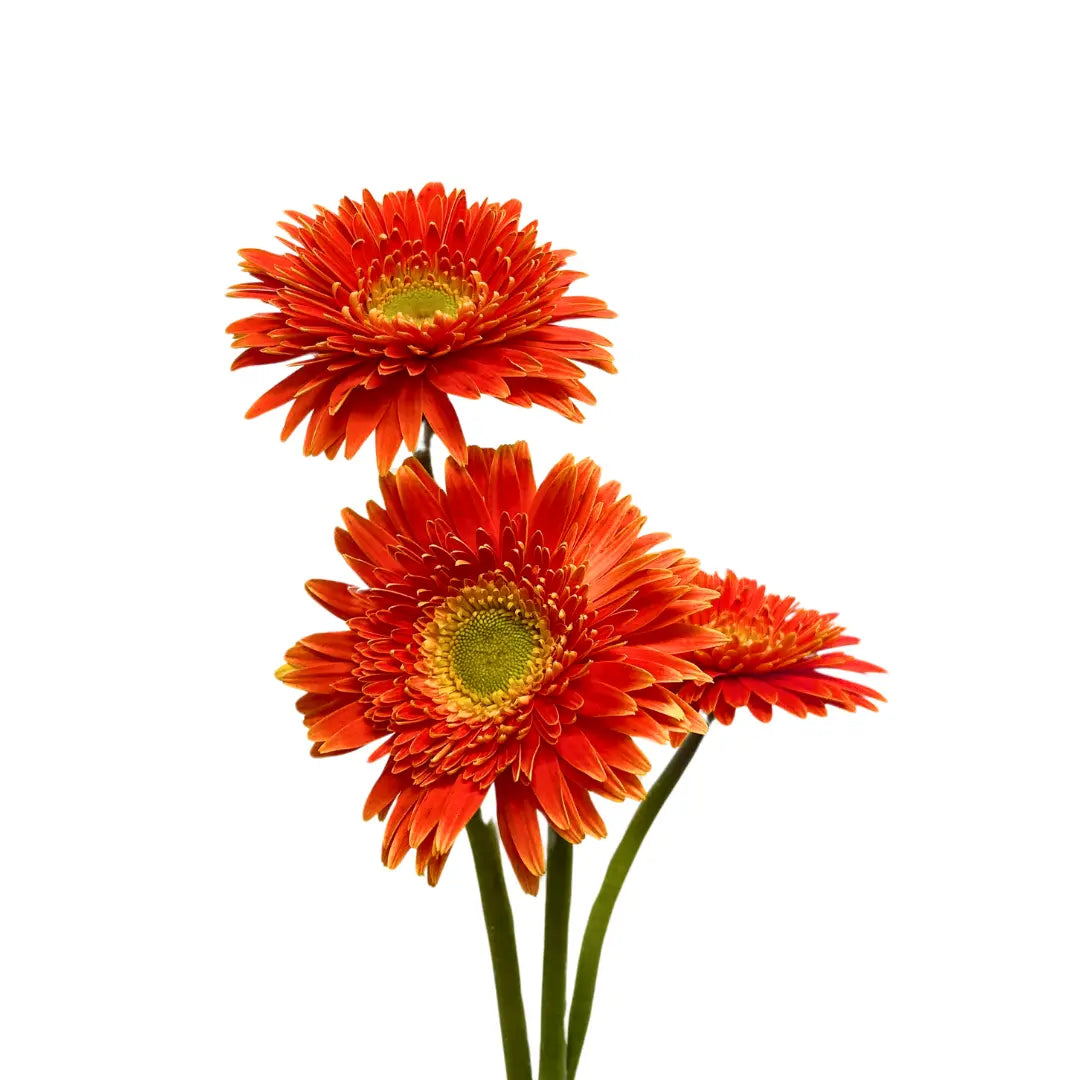 Gerbera Bright Orange 10 stems