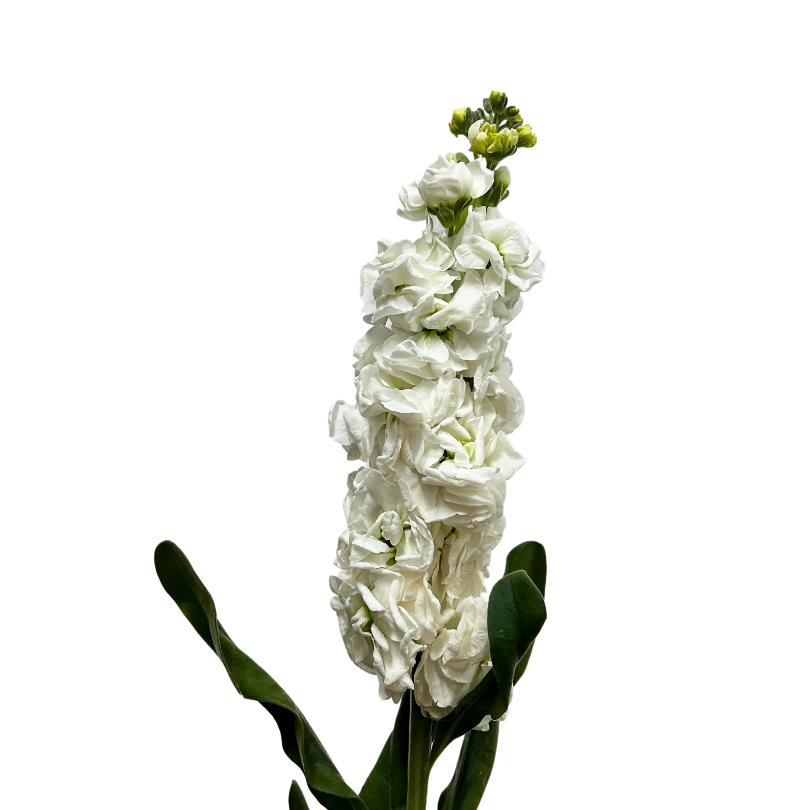 Matthiola White 5 Stems