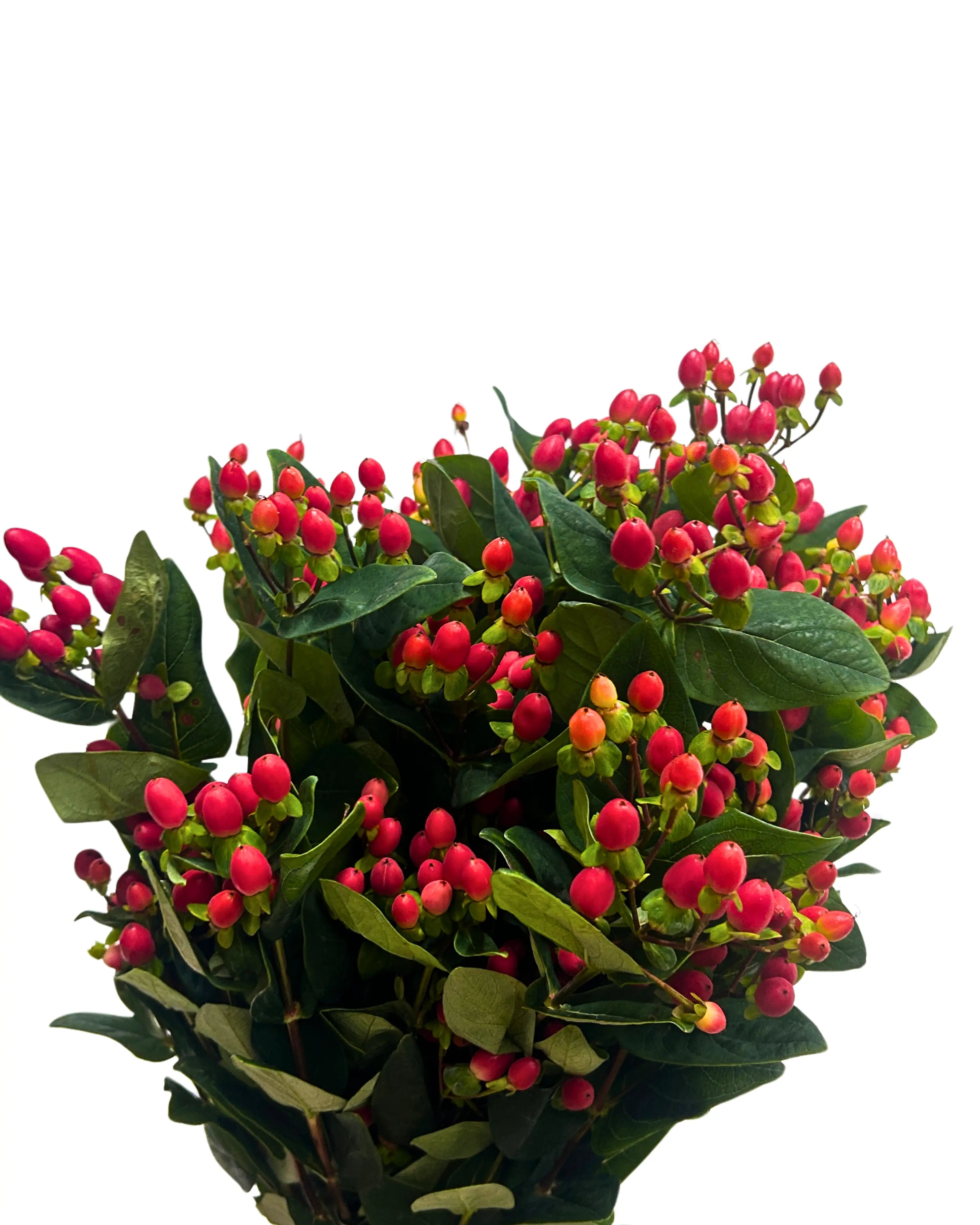 Berry Red Bunch