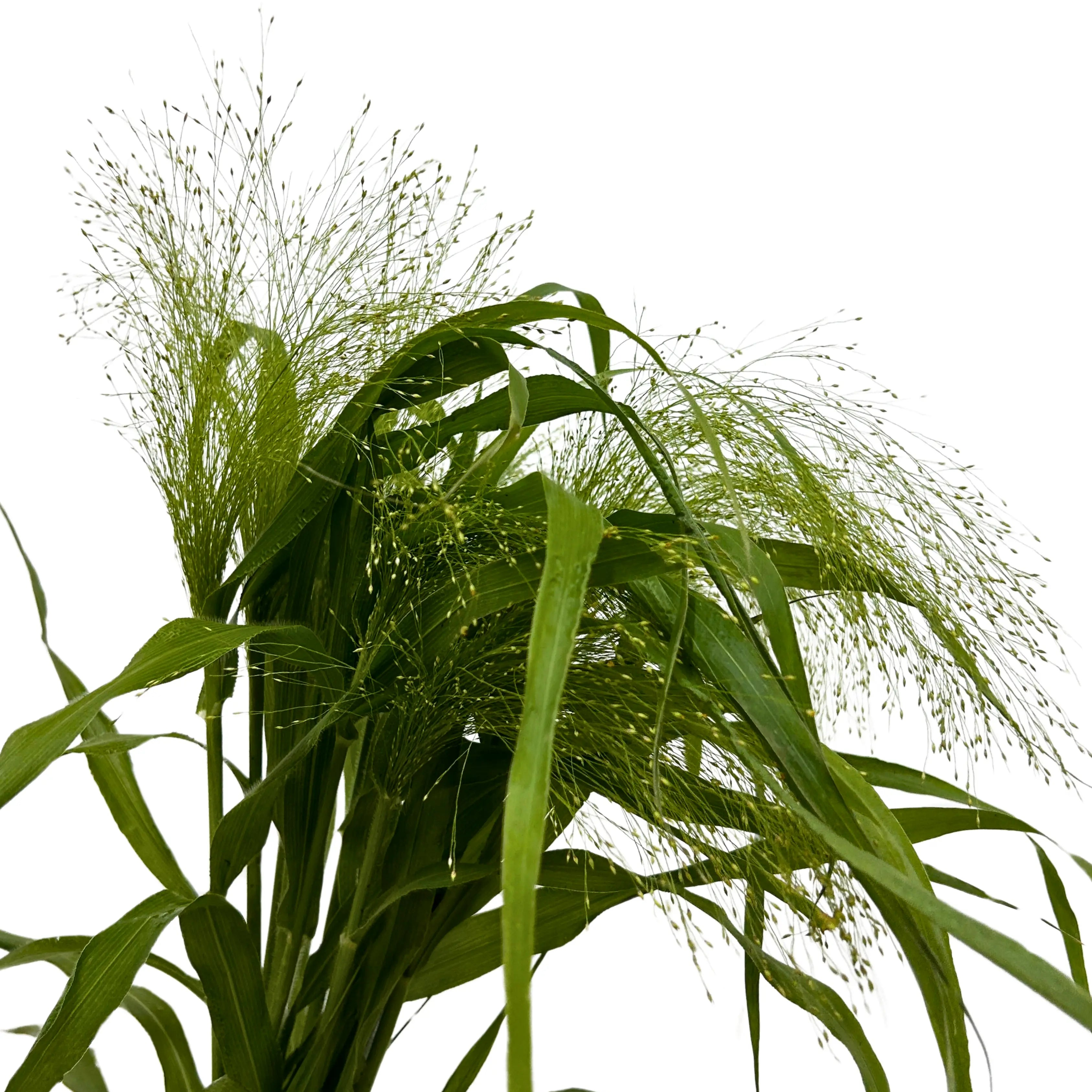 Panicum 10 Stems