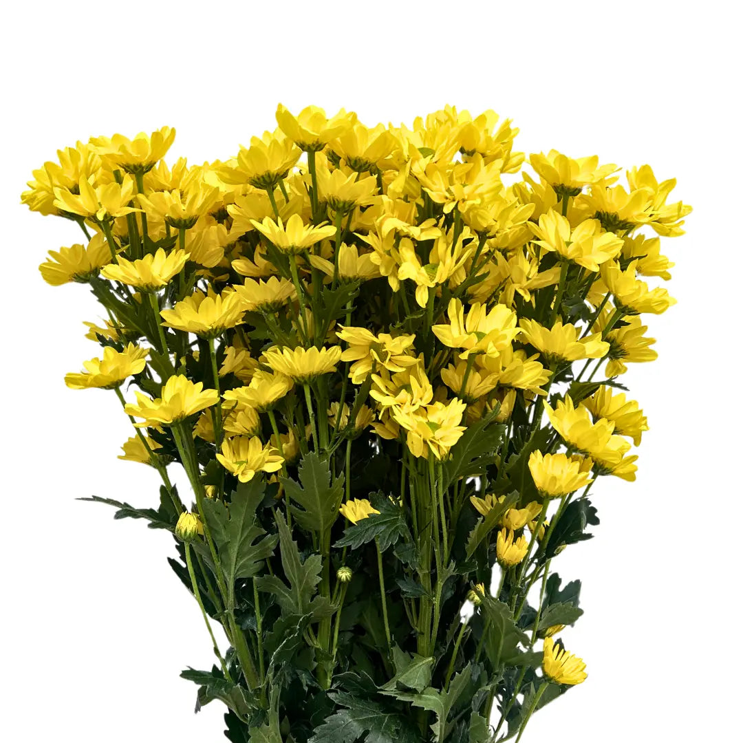 chrysanthemum pom pom Daisy Yellow