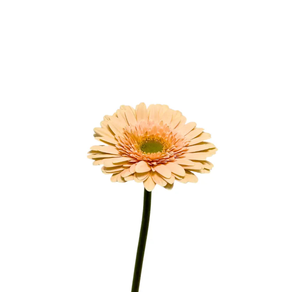 gerbera cream
