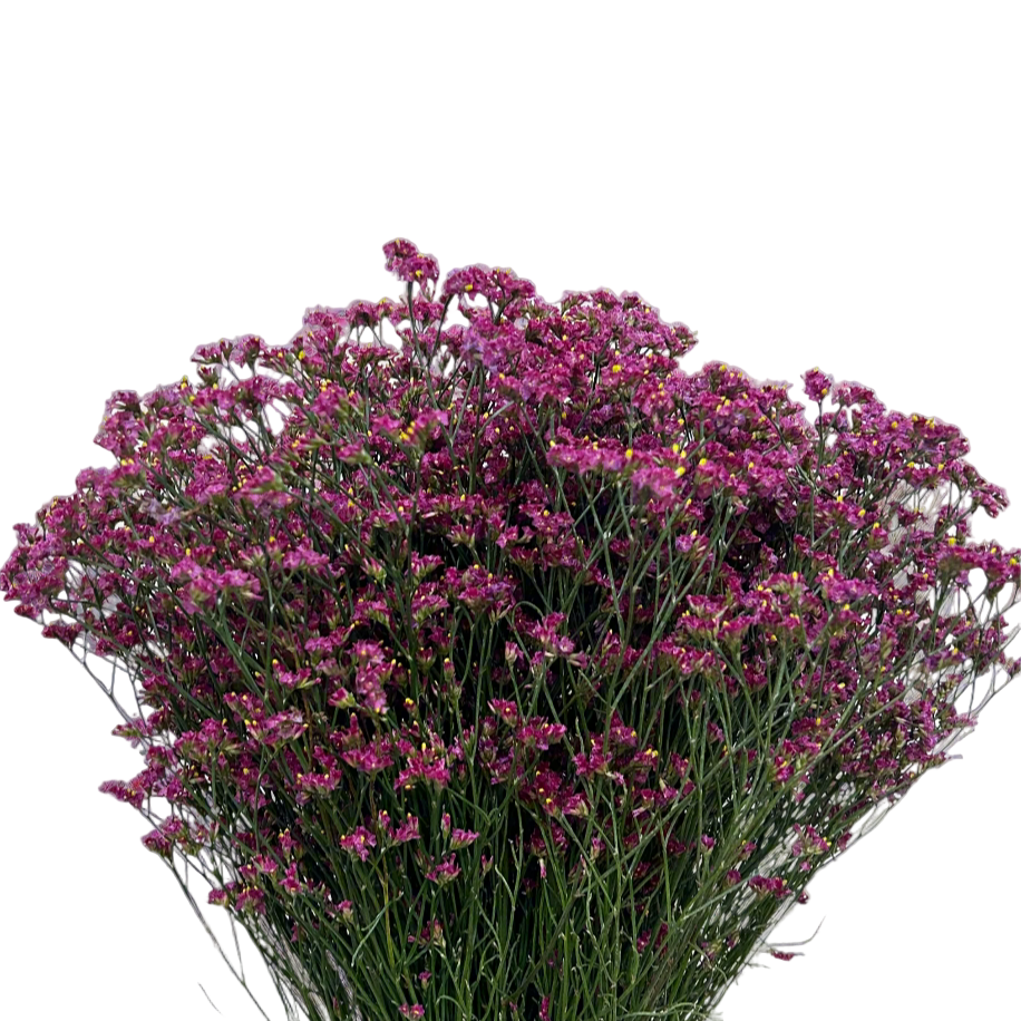 Buy Caspia Dark Pink Online Malaysia – Fresh Cut Flowers