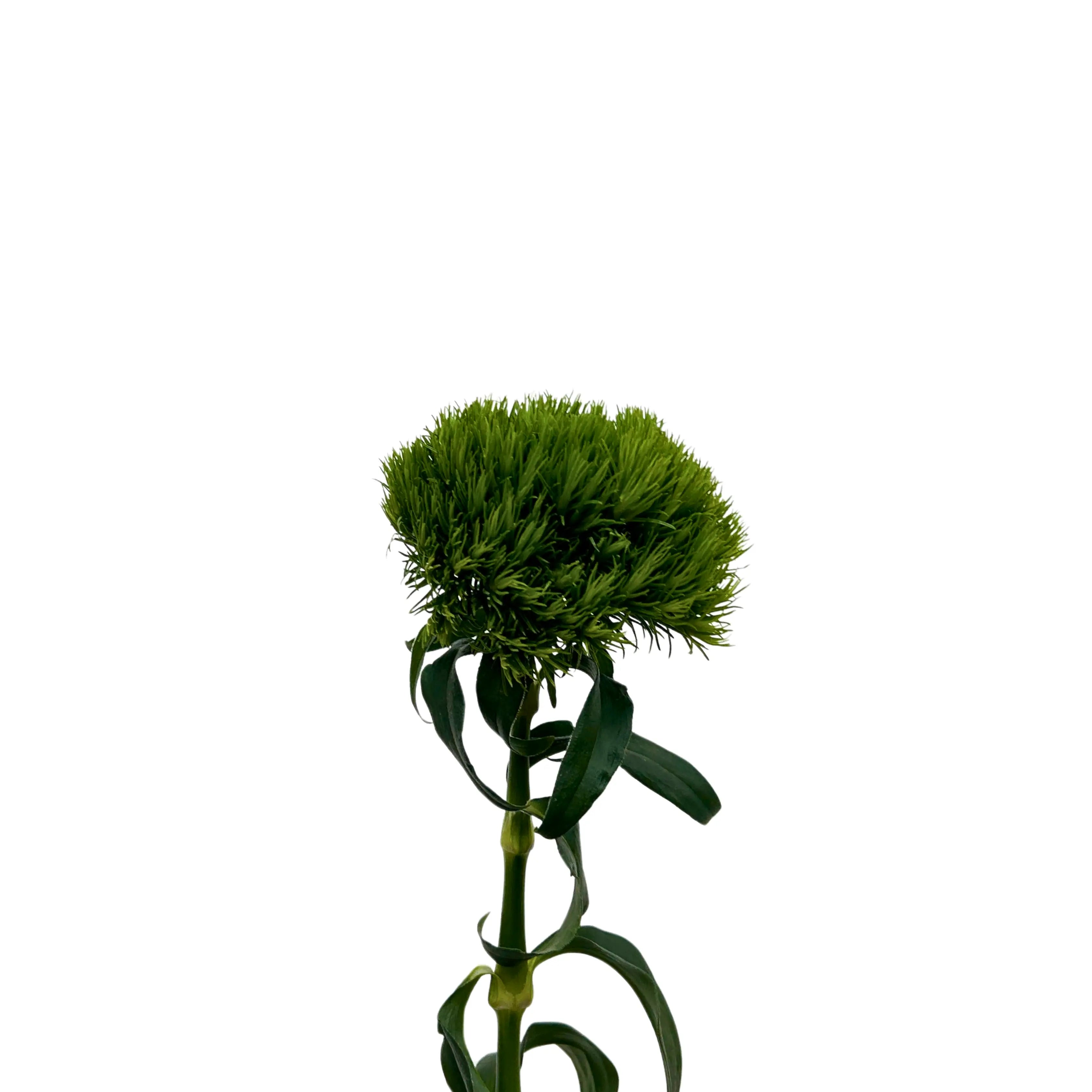 Green Wicky 5 Stems