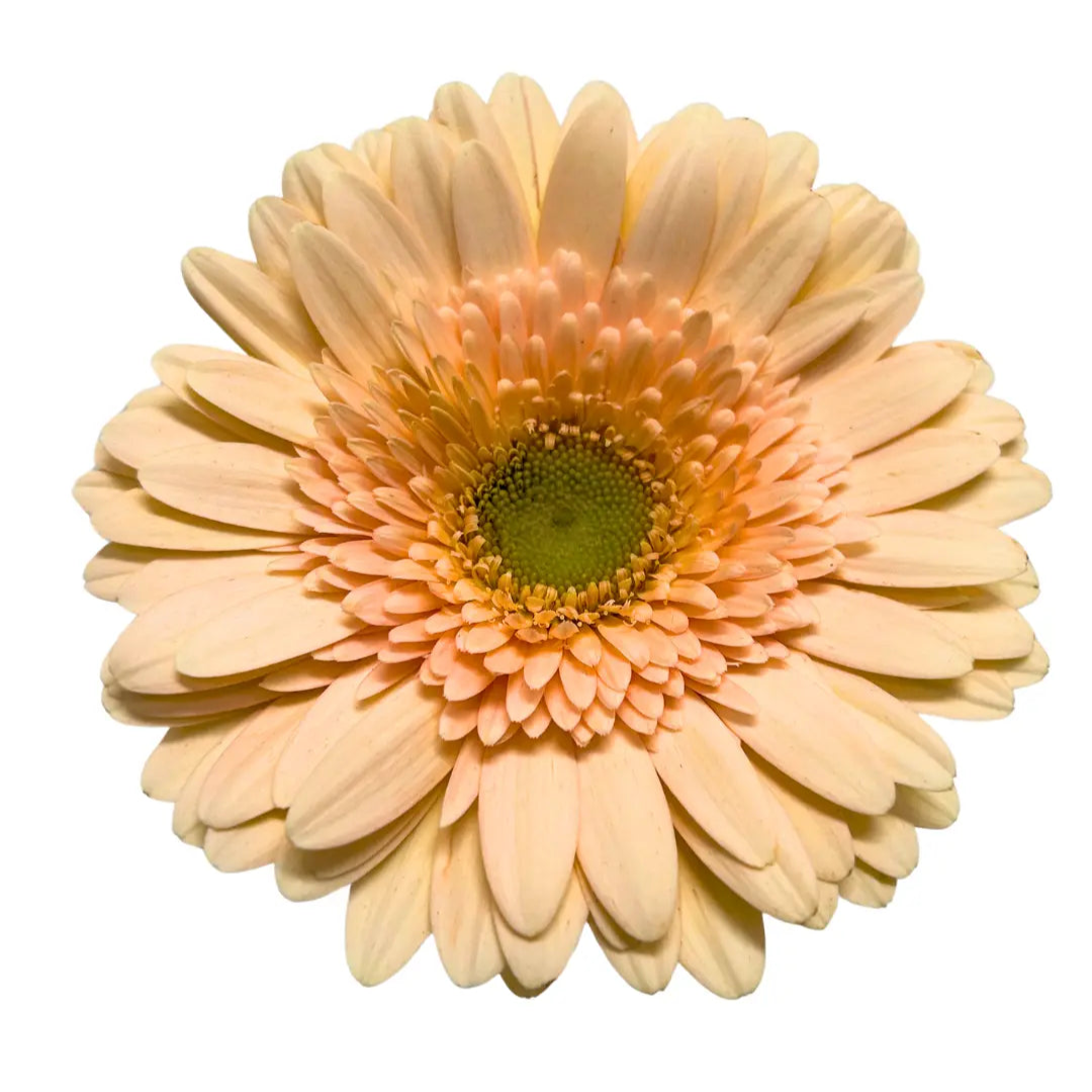 gerbera cream