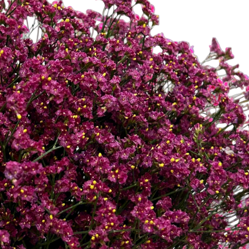 Fresh Caspia Dark Pink Malaysia – Wholesale & Delivery