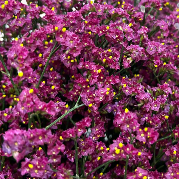 Caspia Dark Pink for Florists Malaysia – Wholesale Flower Supply