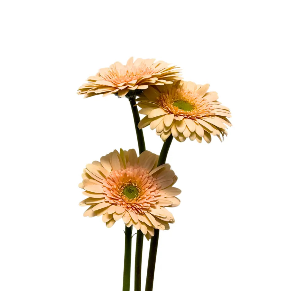 gerbera cream