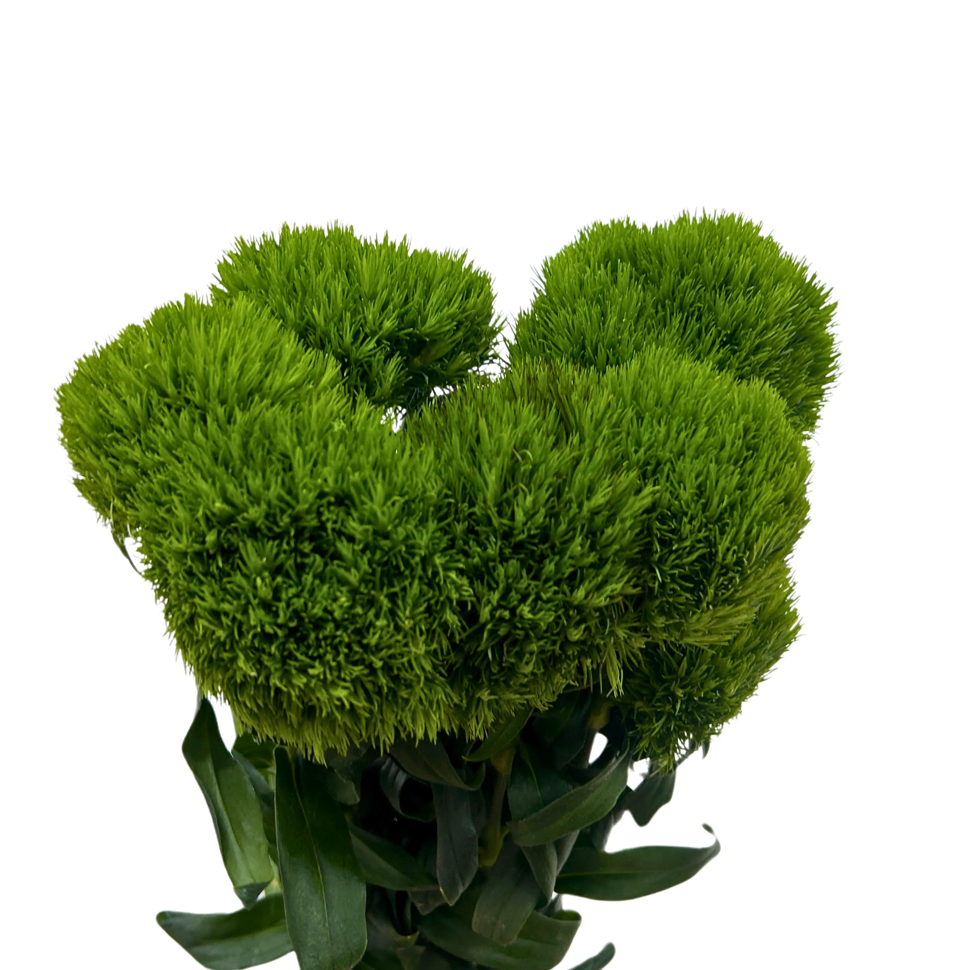 Green Wicky 5 Stems
