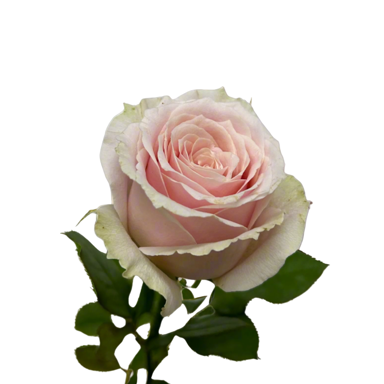 Fresh Rose Pink Avalanche Malaysia – Wholesale & Delivery