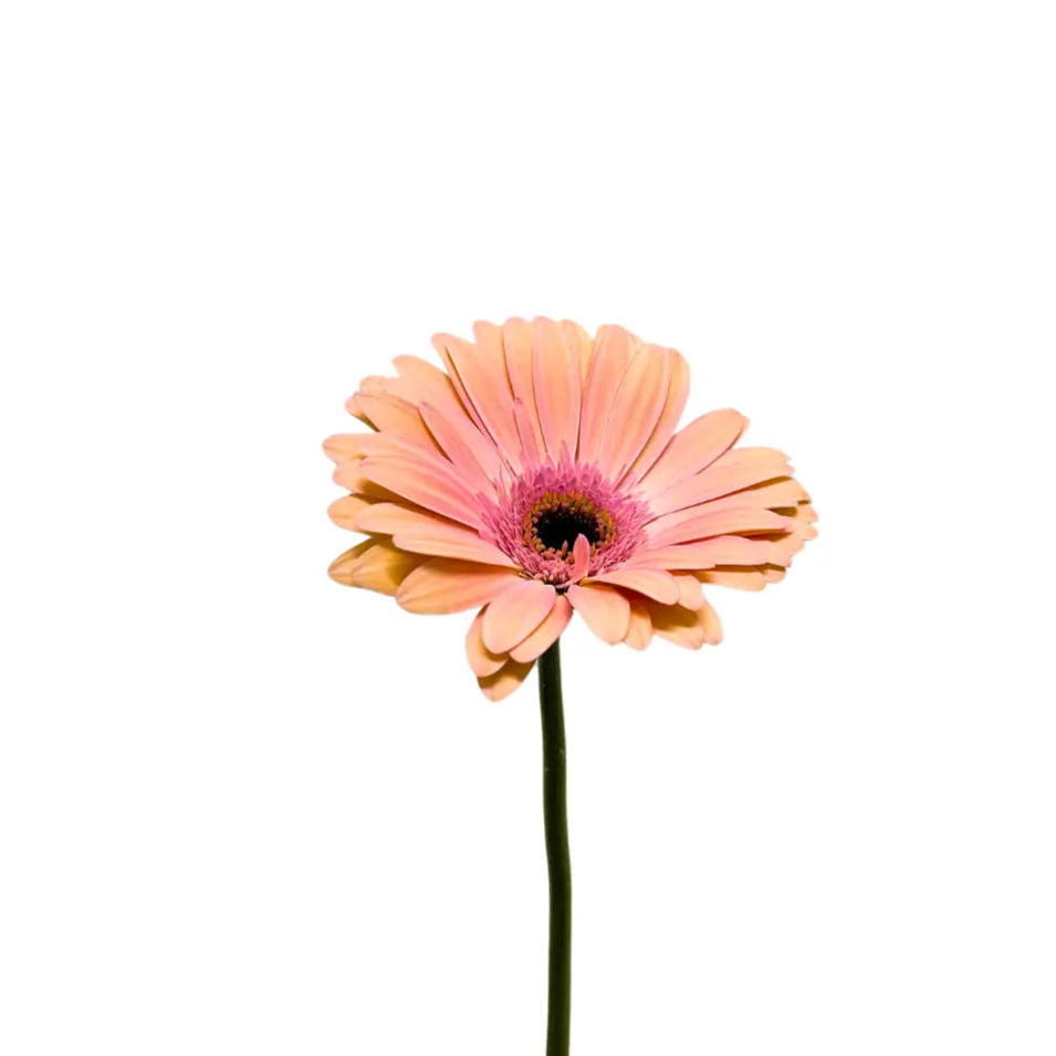 gerbera peach