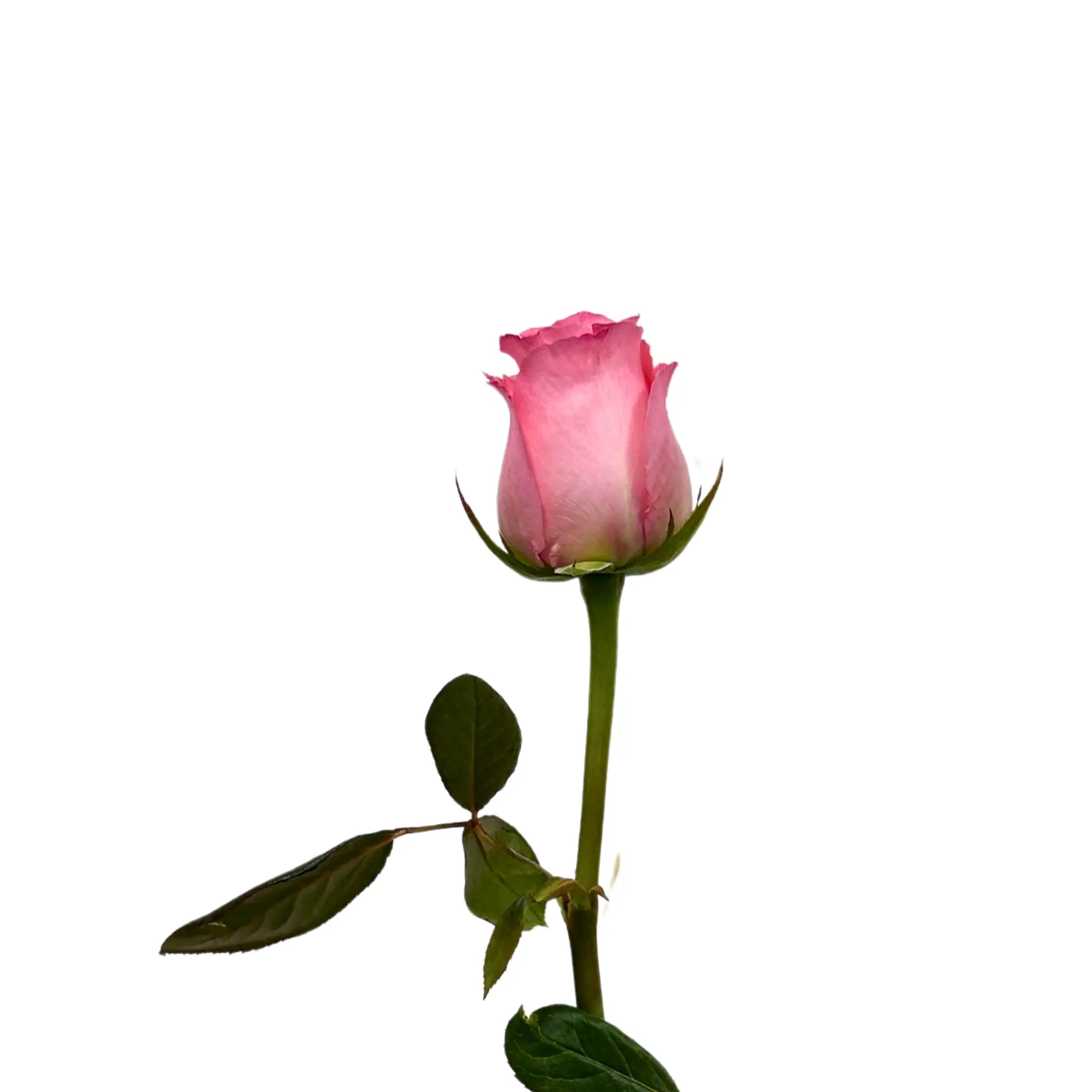 Rose Diana PInk 10 Stems