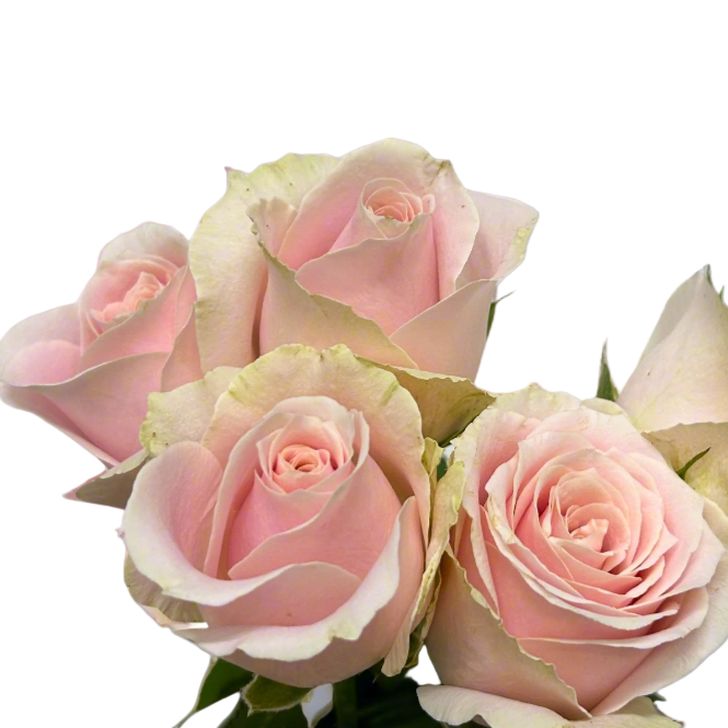 Buy Rose Pink Avalanche Online Malaysia – Fresh Cut Flowers