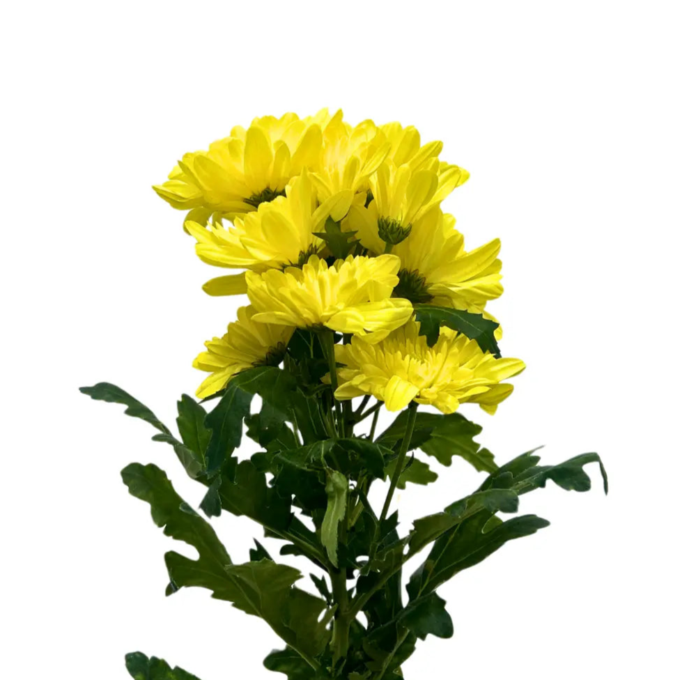 chrysanthemum pom pom yellow