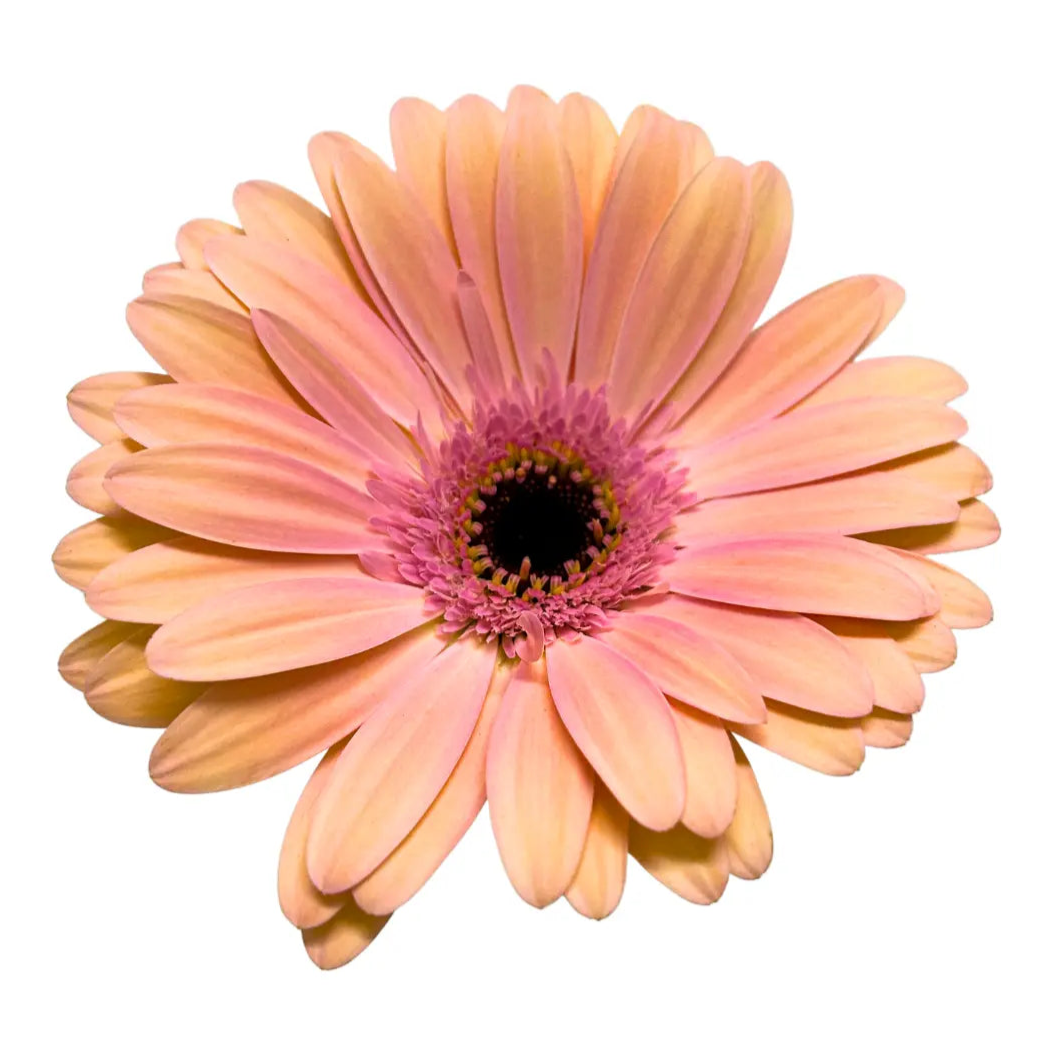 gerbera peach