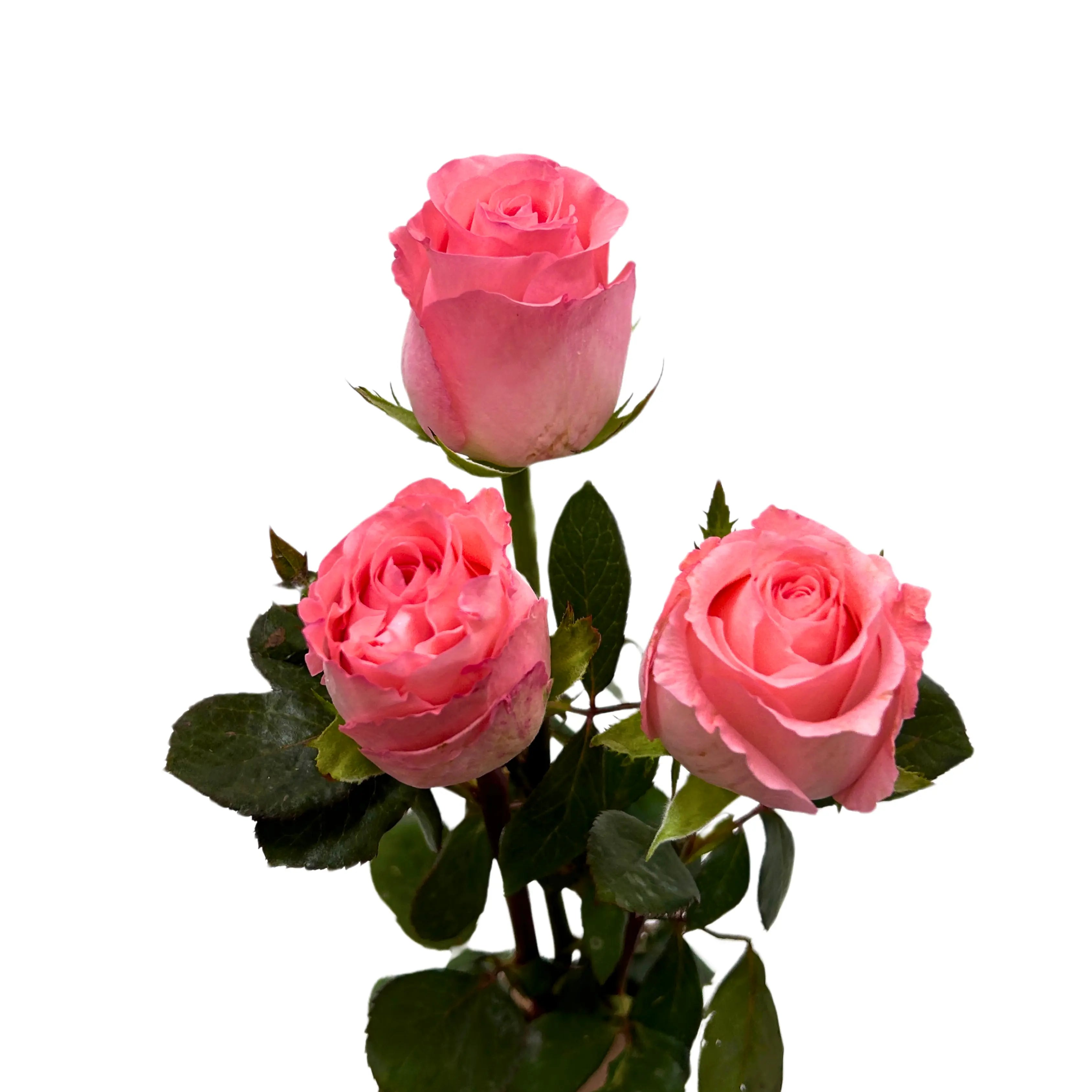 Rose Diana PInk 10 Stems