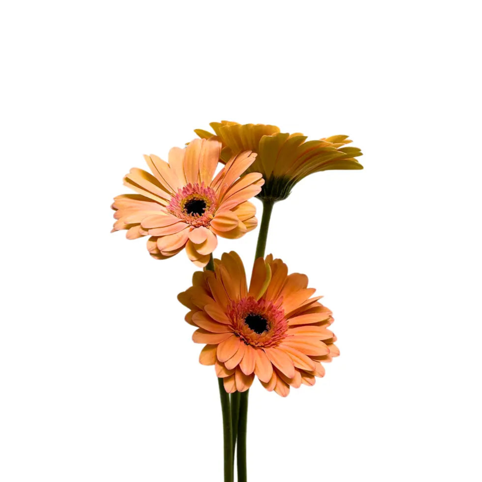 gerbera peach