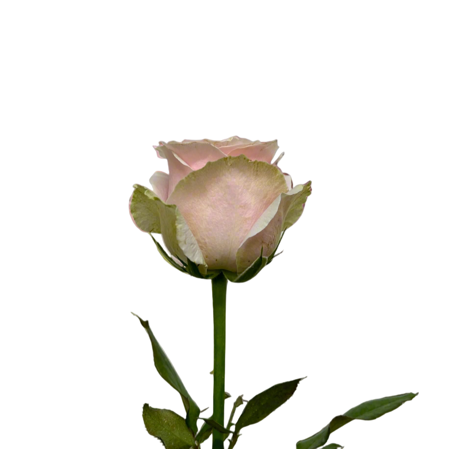 Rose Pink Avalanche for Florists Malaysia – Wholesale Flower Supply